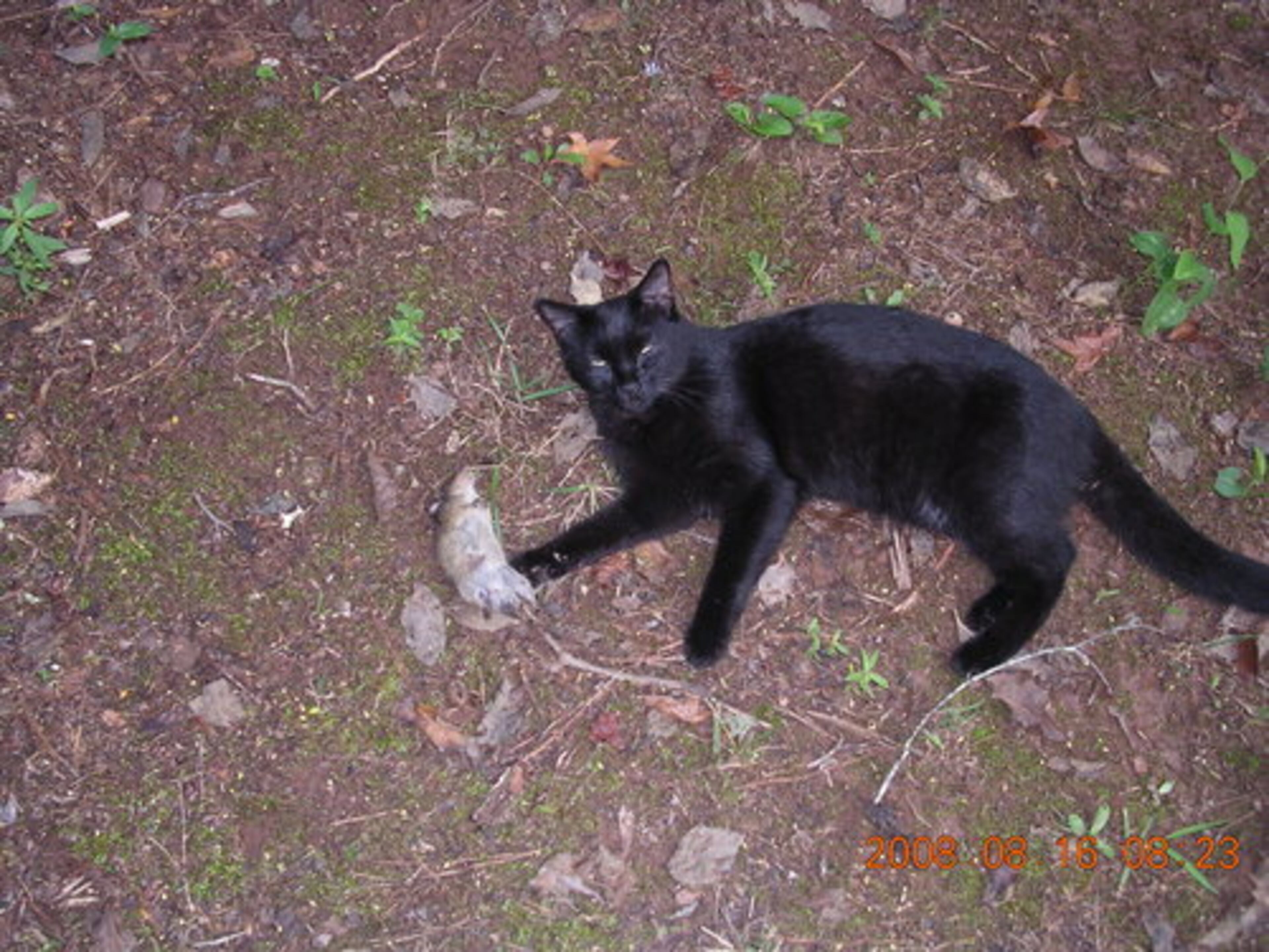We're told that cats are domesticated, but your backyard voles may beg to differ. We asked you to send us photos of your cat's hunting trophies, and you obliged. Here, Binx is so proud of her catch.