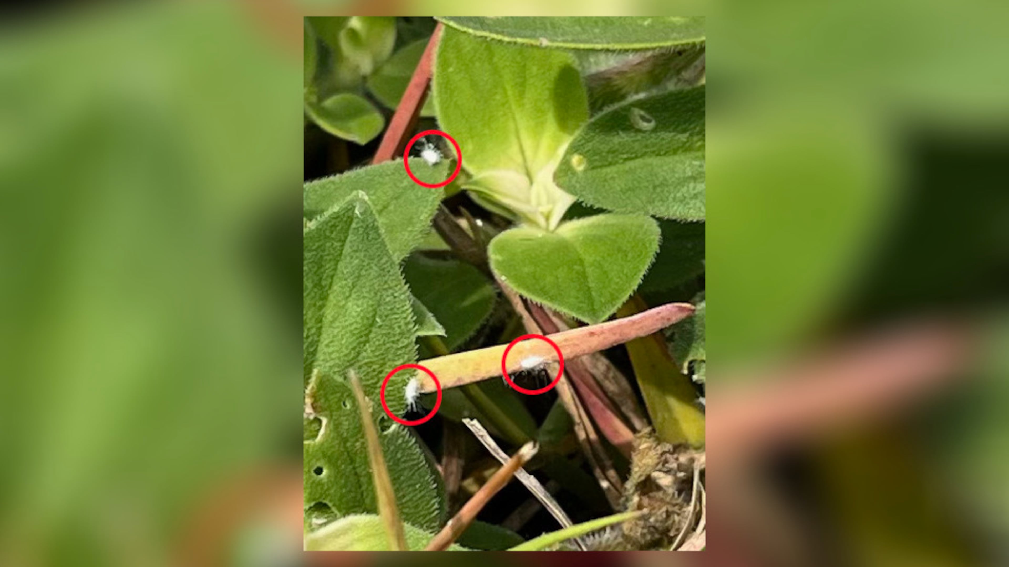 The circled insects are pasture mealybugs, which can spread quickly and cause significant damage to grasses. (Courtesy of the Georgia Department of Agriculture)