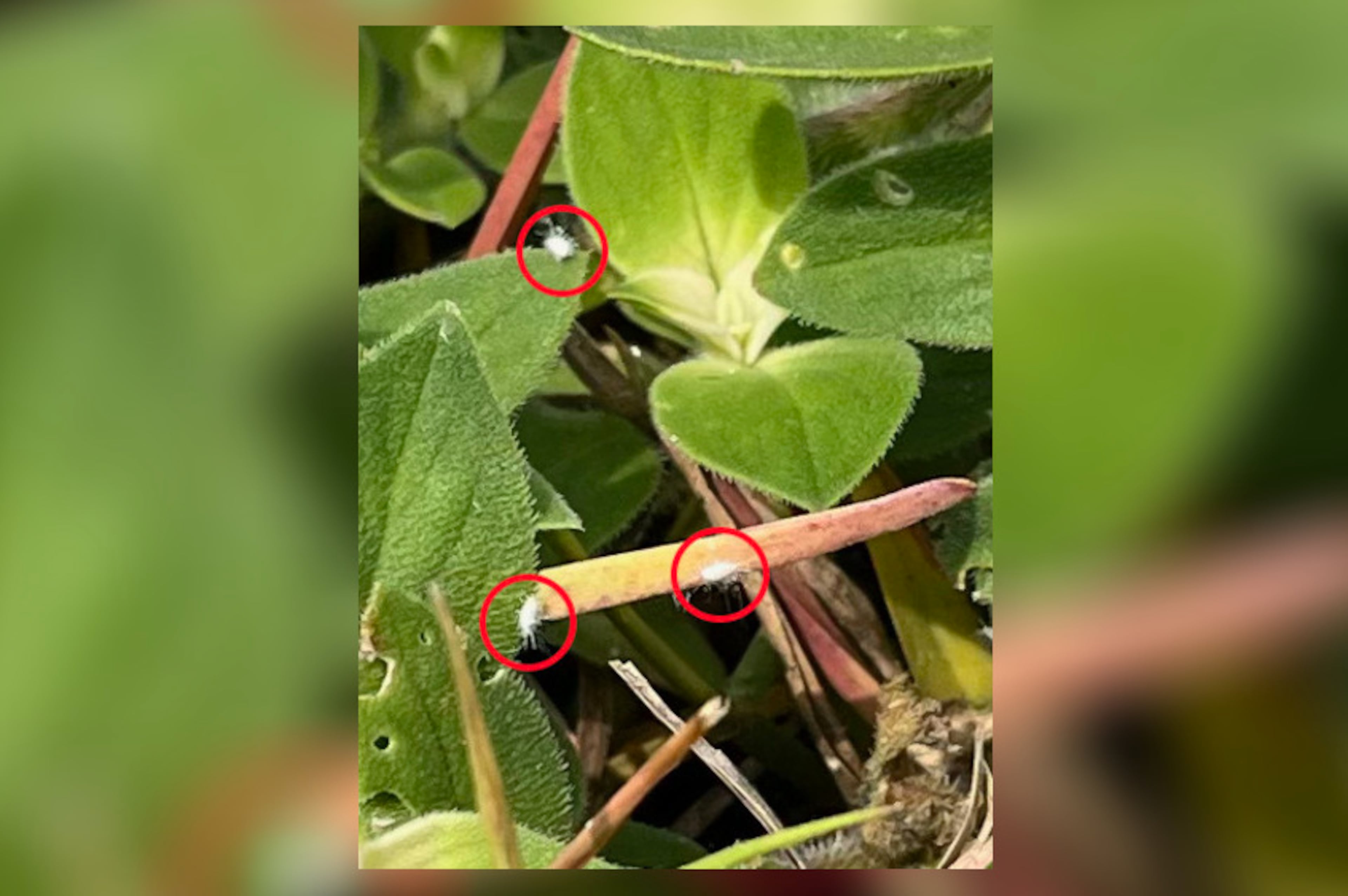 Pasture mealybugs