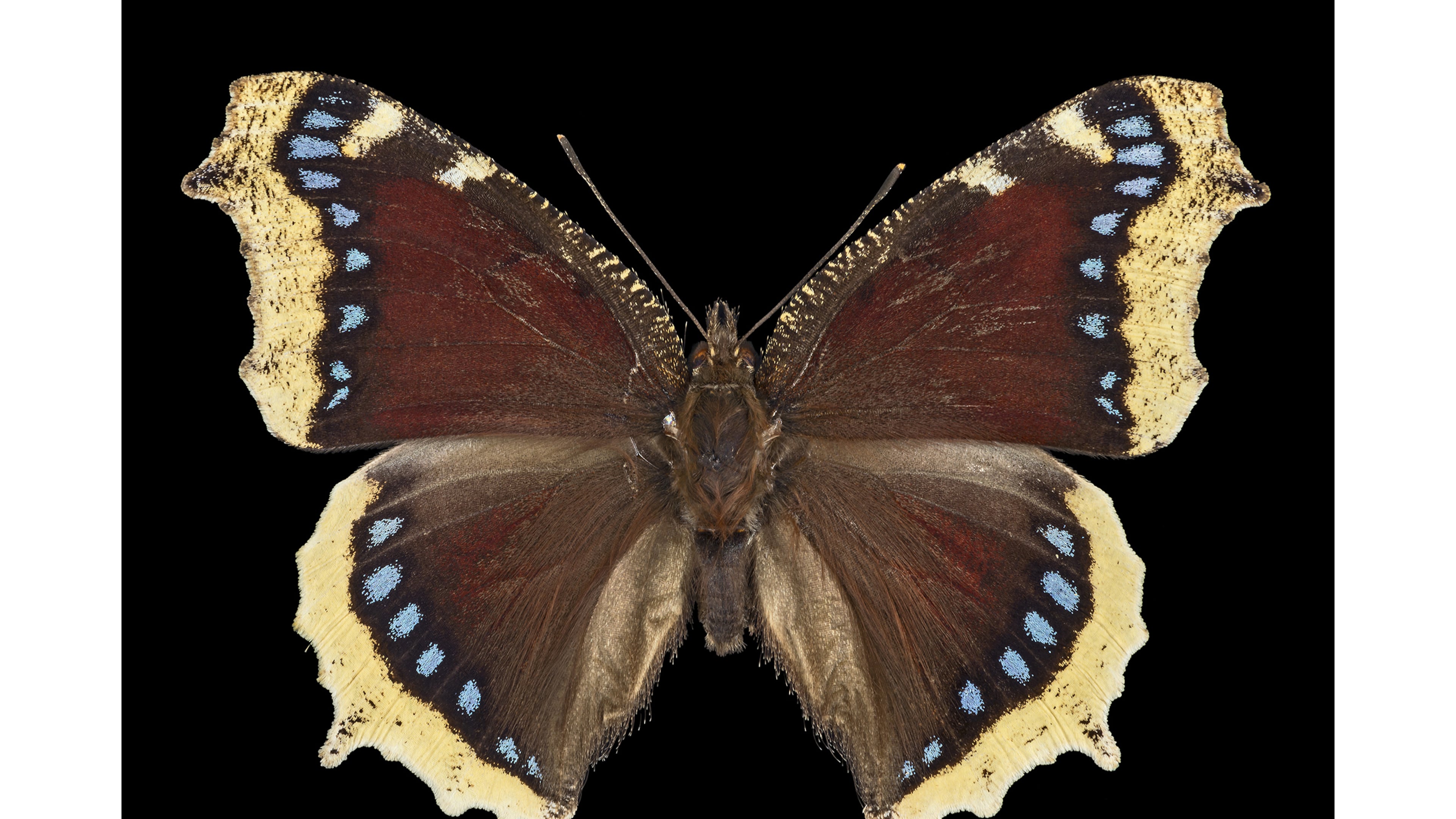 The mourning cloak butterfly shown here is one of Georgia's hardiest butterflies. It may be seen occasionally flitting around on warm winter days. (Courtesy of Didier Descouens/Creative Commons)