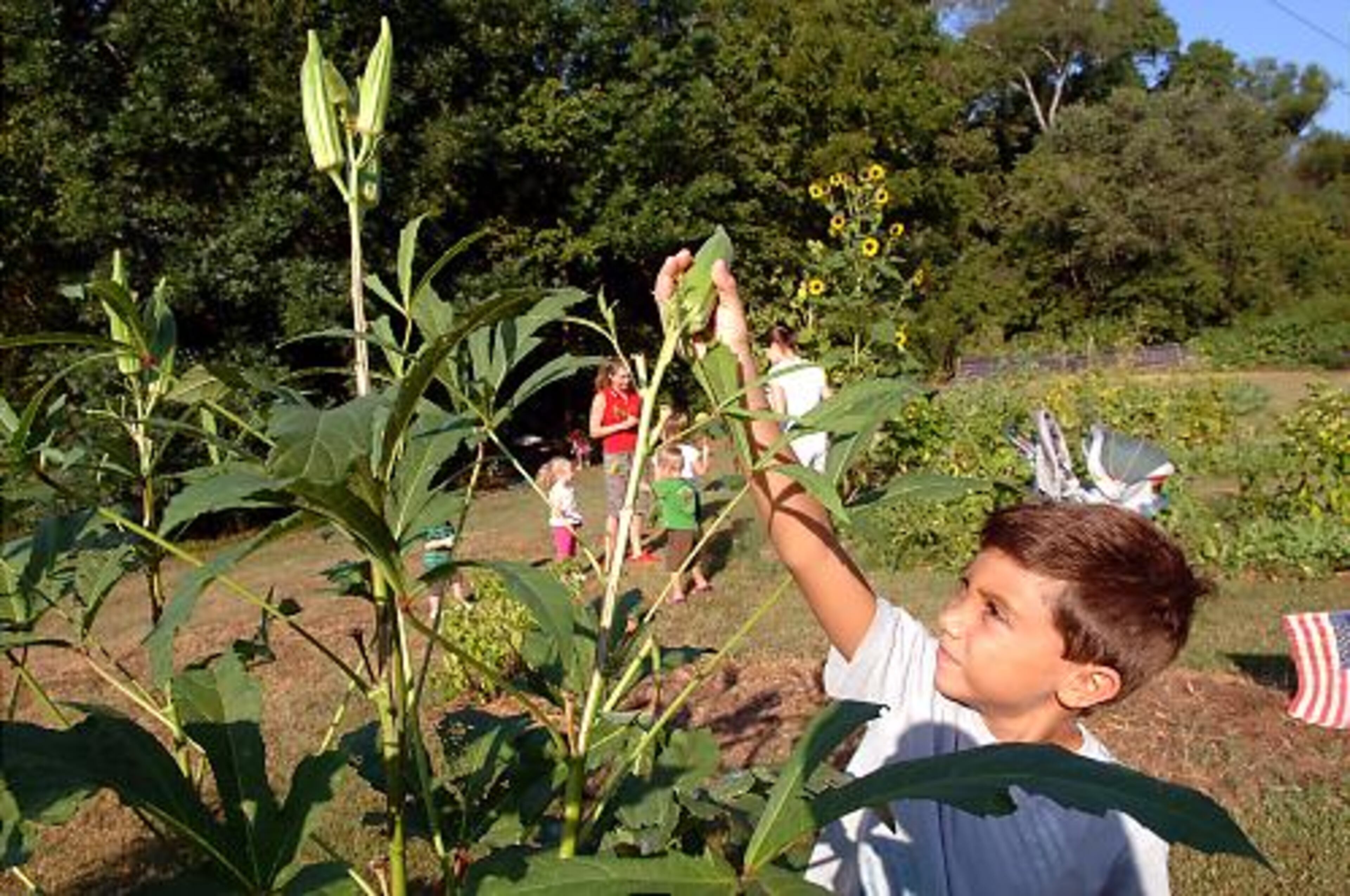 Derek Rizzi picks okra at the community garden.