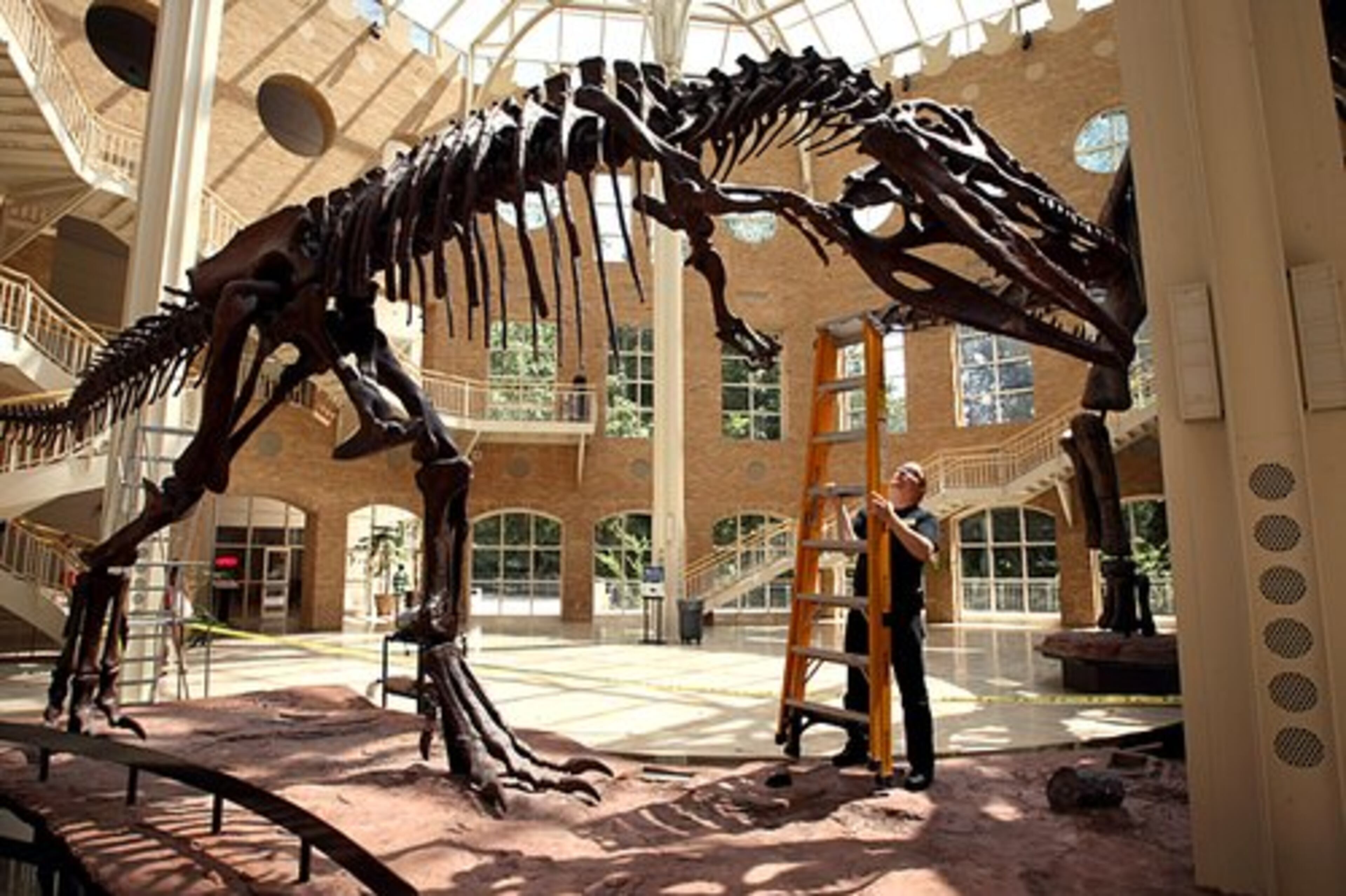 Fernbank Museum of Natural History's registrar, Wil Grewe-Mullins, had some annual cleaning to do Tuesday, June 2, 2009 in the museum's atrium where the Giants of the Mesozoic display is featured in Atlanta, Georgia.