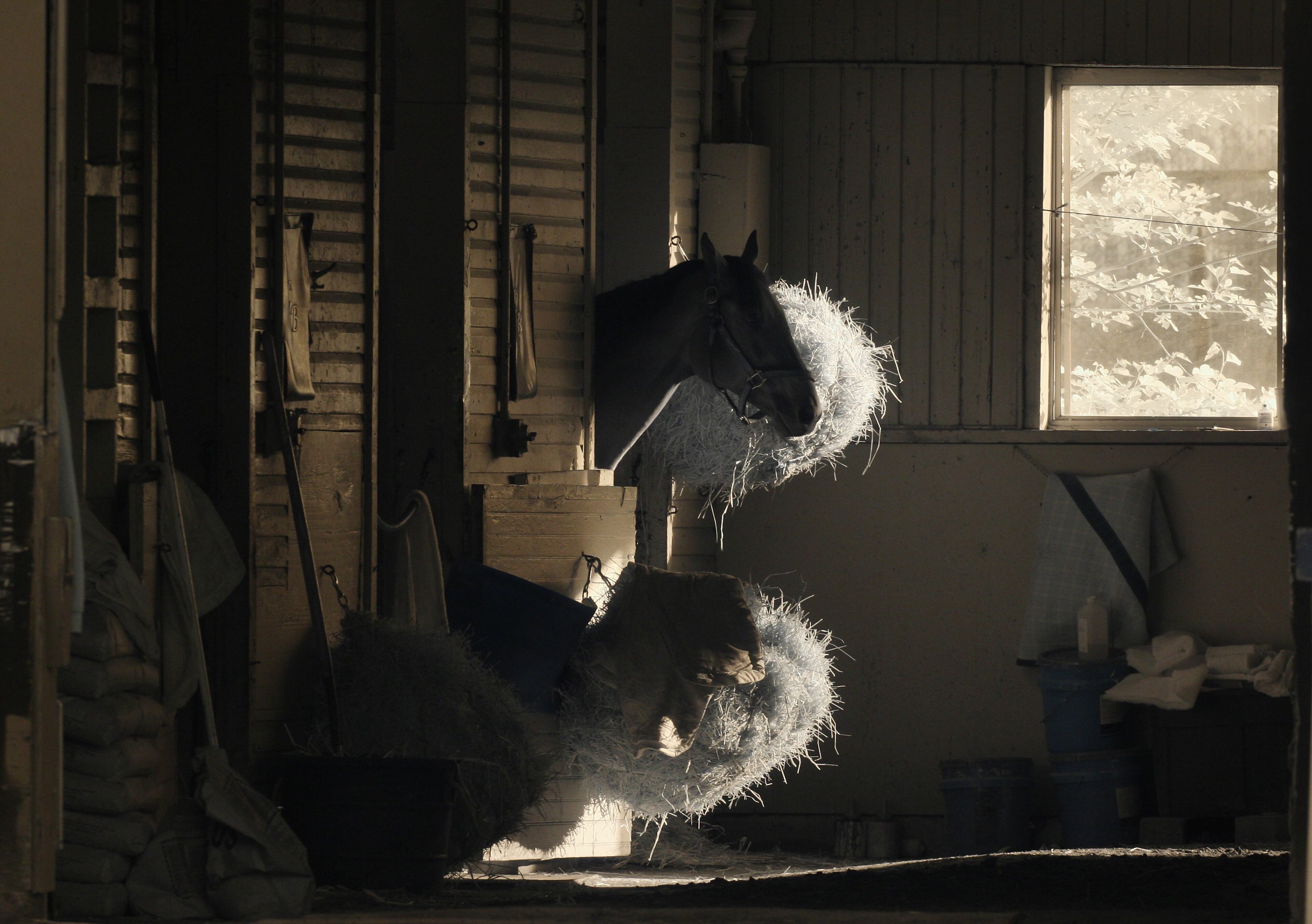 ELMONT, NY - JUNE 03: (EDITORS NOTE: An infrared camera was used to create this image.) A general view of a horse in his stable at Belmont Park on June 3, 2014 in Elmont, New York. (Photo by Al Bello/Getty Images)