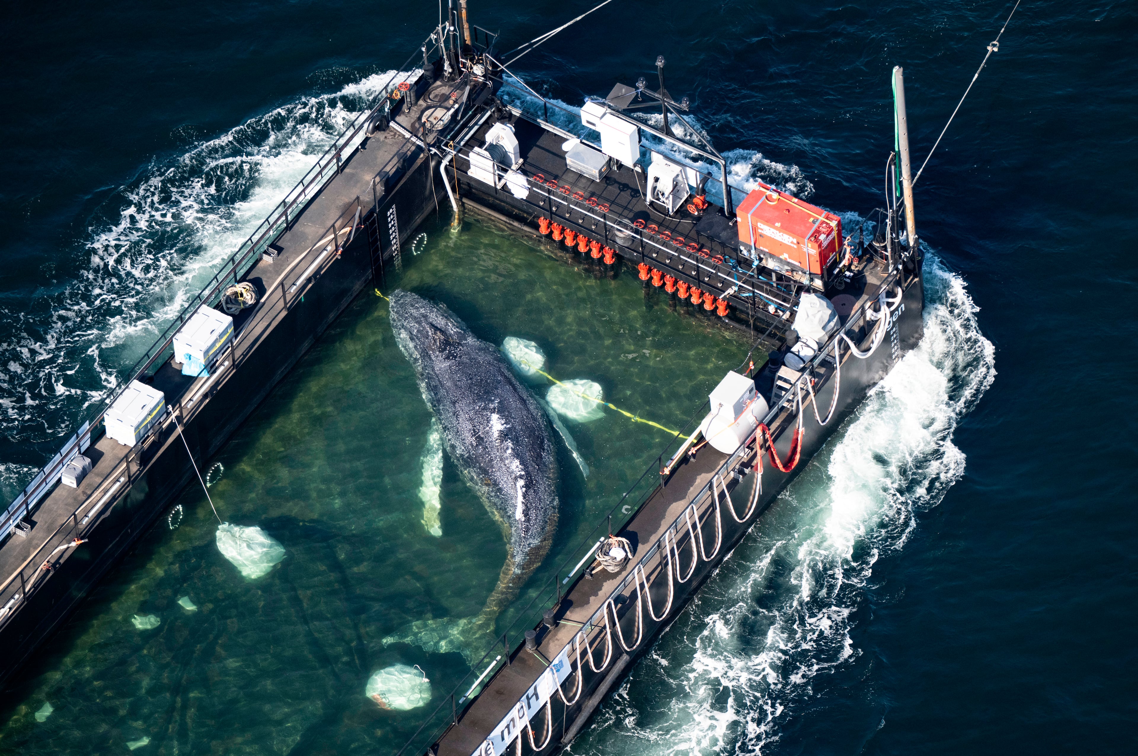 APTOPIX Germany Whale Rescue