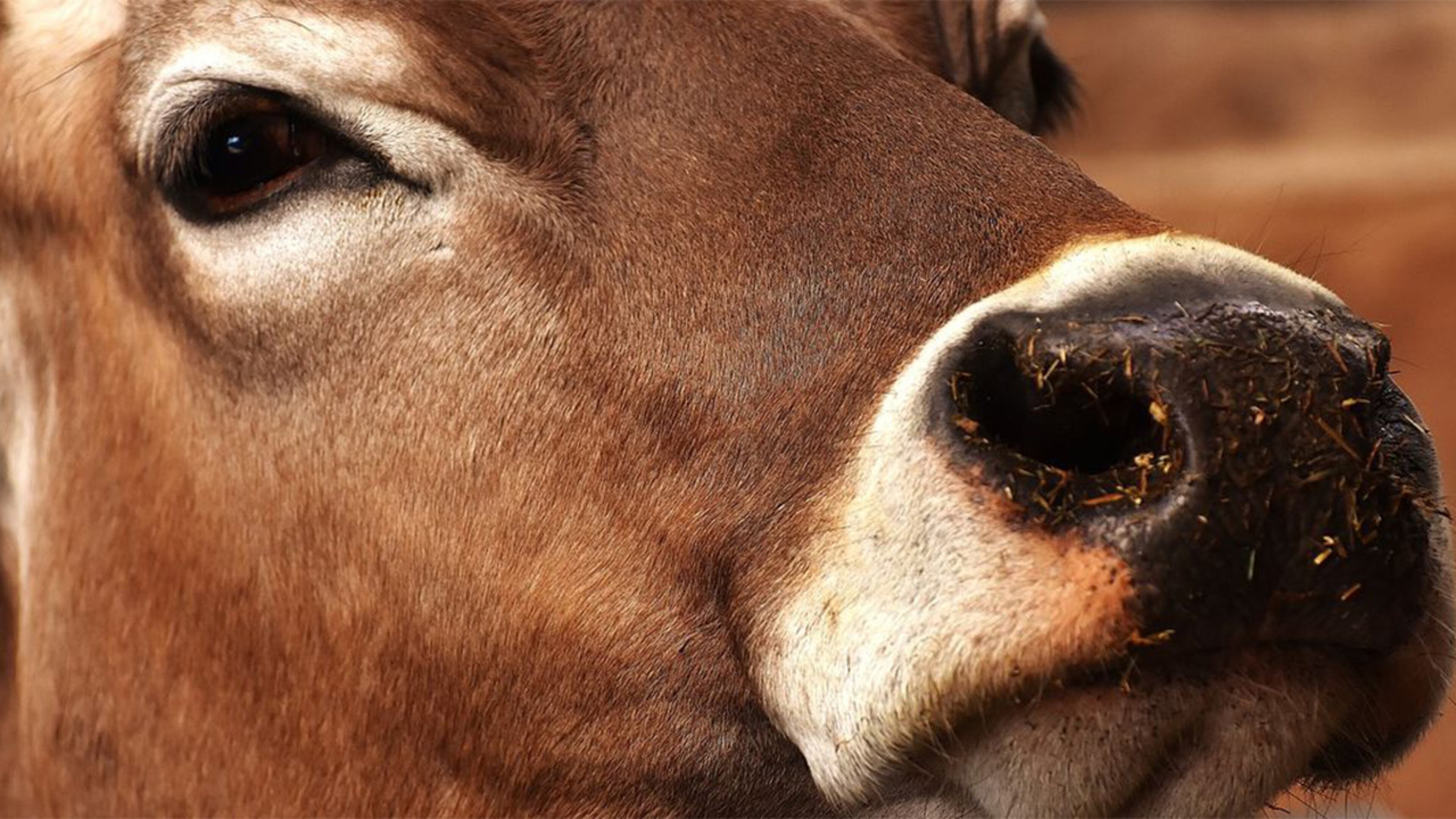 A cow is shown in this file photo. Facing bone dry pastures as drought persists in Georgia, the U.S. Department of Agriculture (USDA) announced Tuesday that livestock producers in 20 counties can now apply for financial assistance to cope with their mounting losses.
