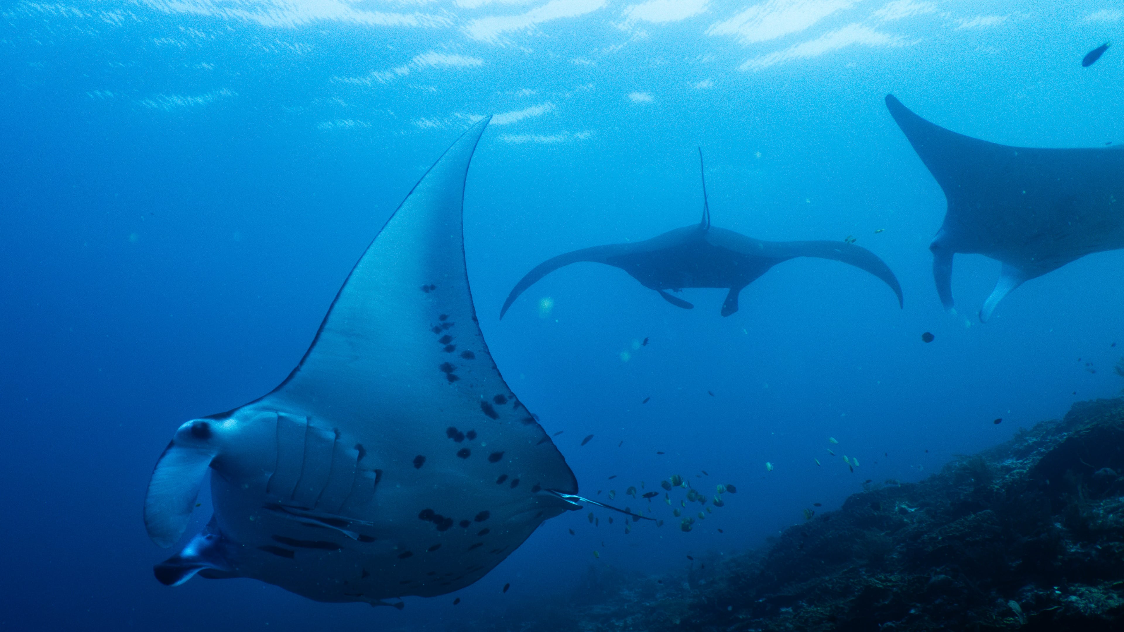 FILE - Oceanic manta rays swim at the Manta Ridge dive site in Raja Ampat, Indonesia, March 7, 2026. (AP Photo/Claudia Rosel, File)