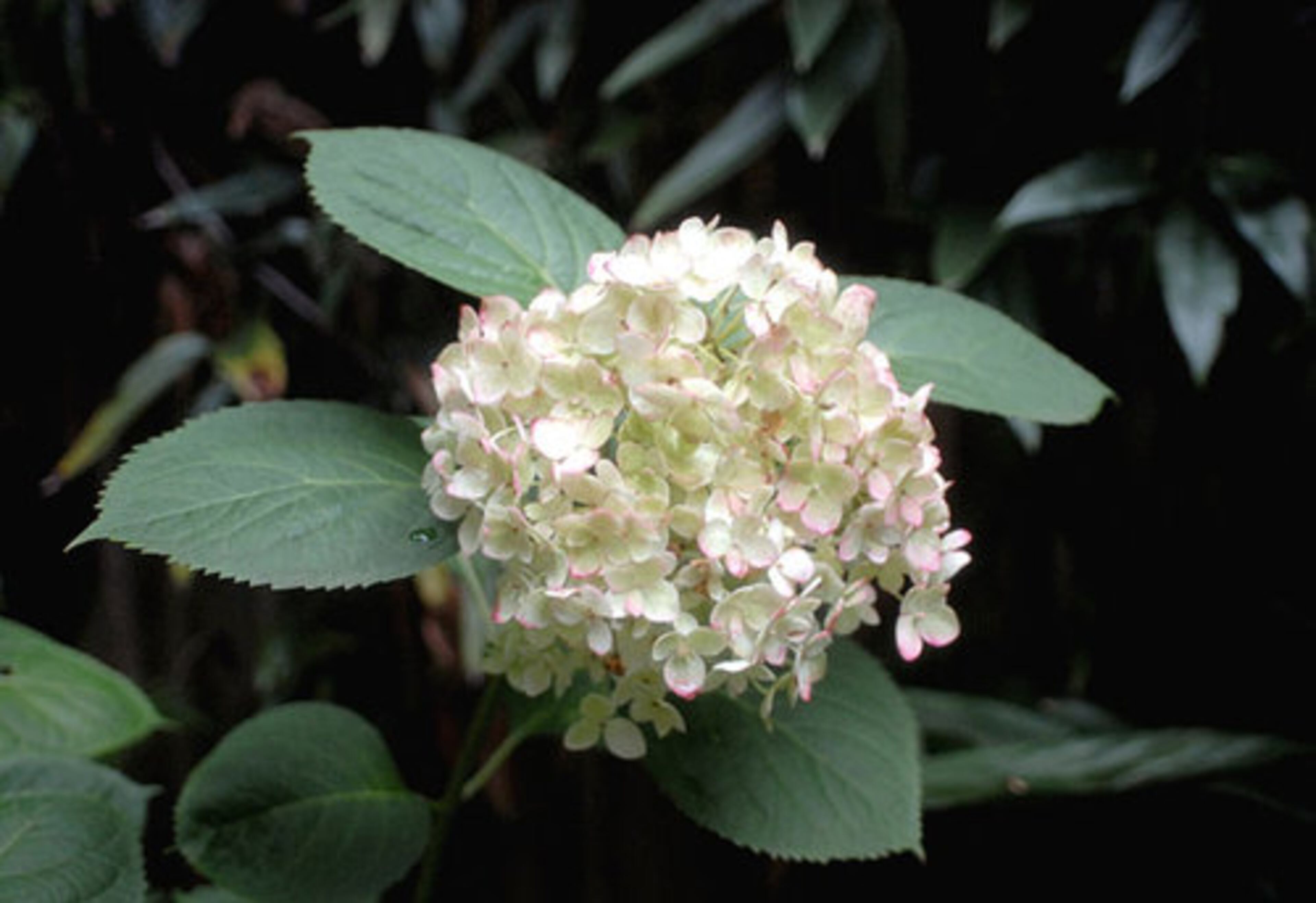 The Inlows planted this "Blushing Bride" hydrangea in honor of their daughter, Emily Inlow-Hood, who exchanged nuptials in their garden.