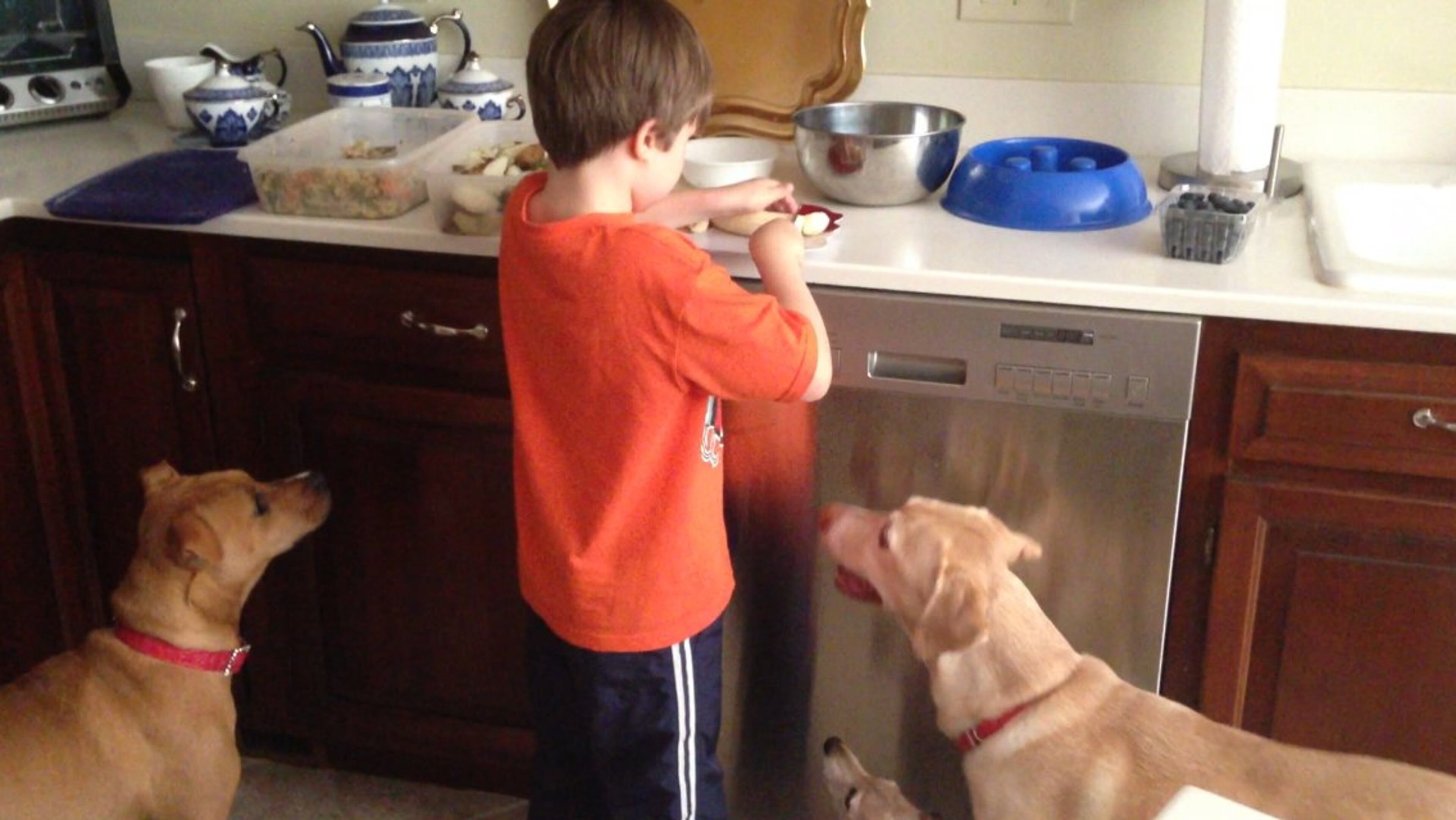 Jonny prepares food for Xena (left), Petunia and Sally.
