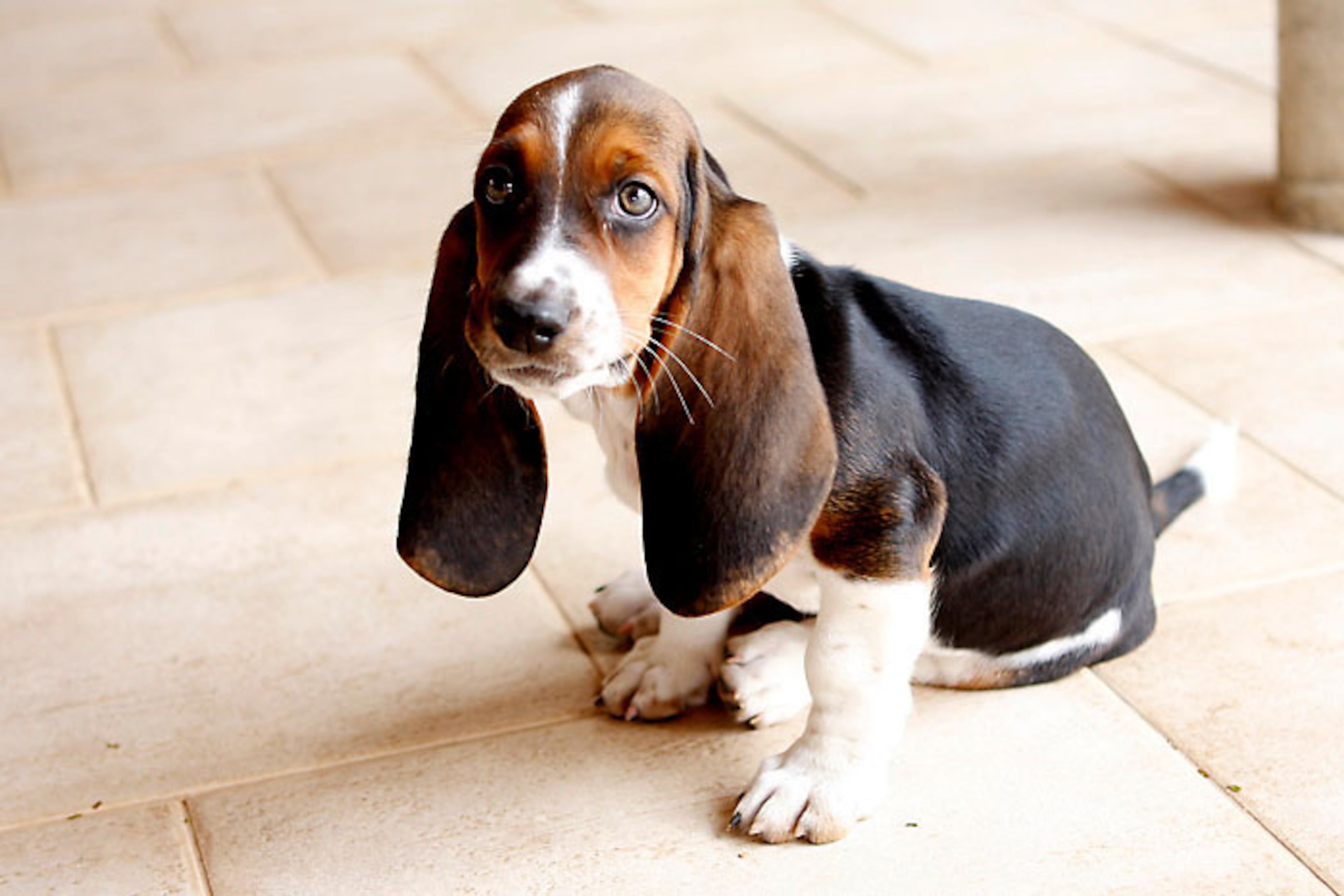 9 - Basset Hound. The 17 least-intelligent dogs were ranked by obedience intelligence using data from a University of British Columbia professor and PetBreeds’ dog breeds topic. PetBreeds is pet-related website.