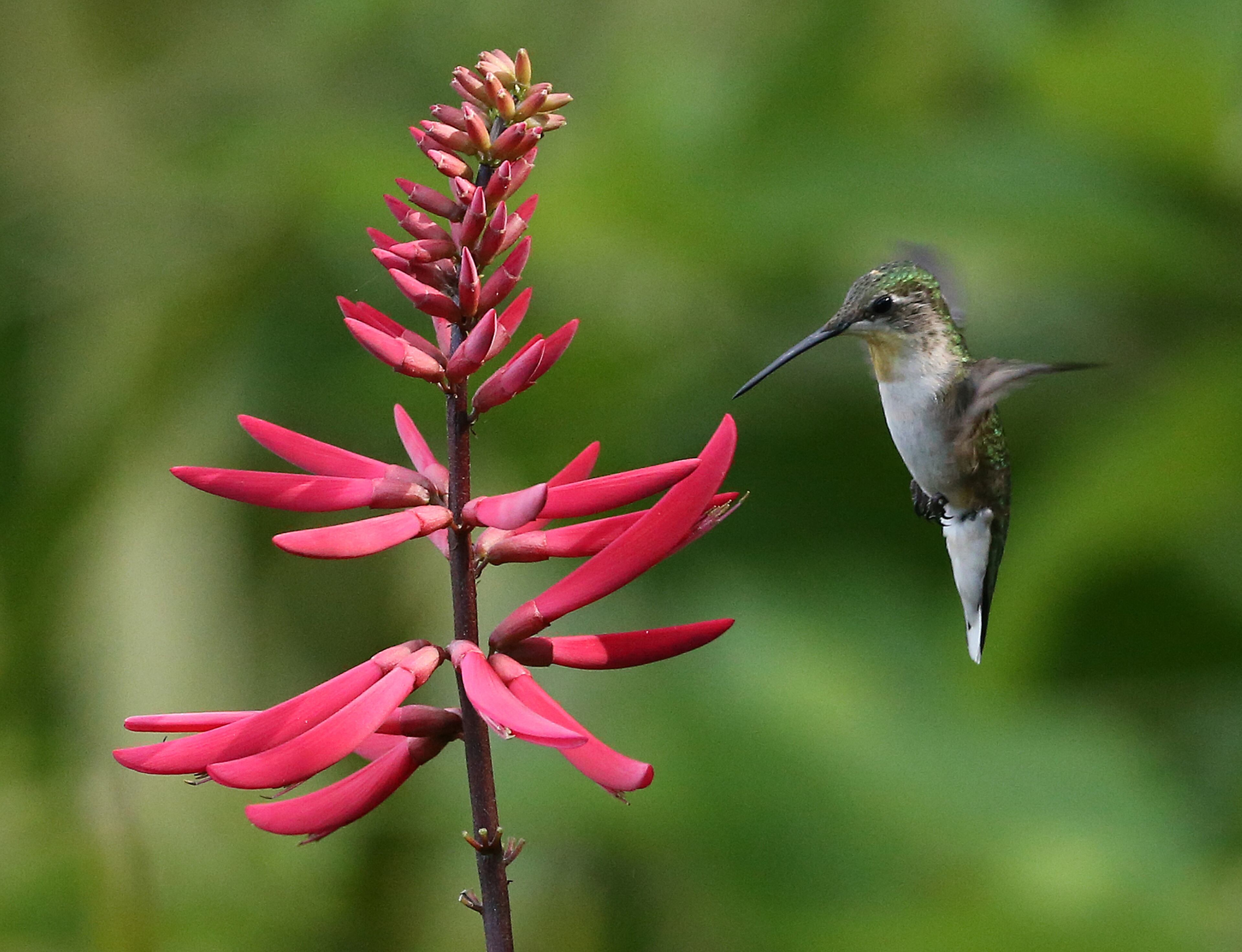 052216 LITTLE ST SIMONS: on Sunday, May 22, 2016, on Little St. Simons Island. Curtis Compton / ccompton@ajc.com