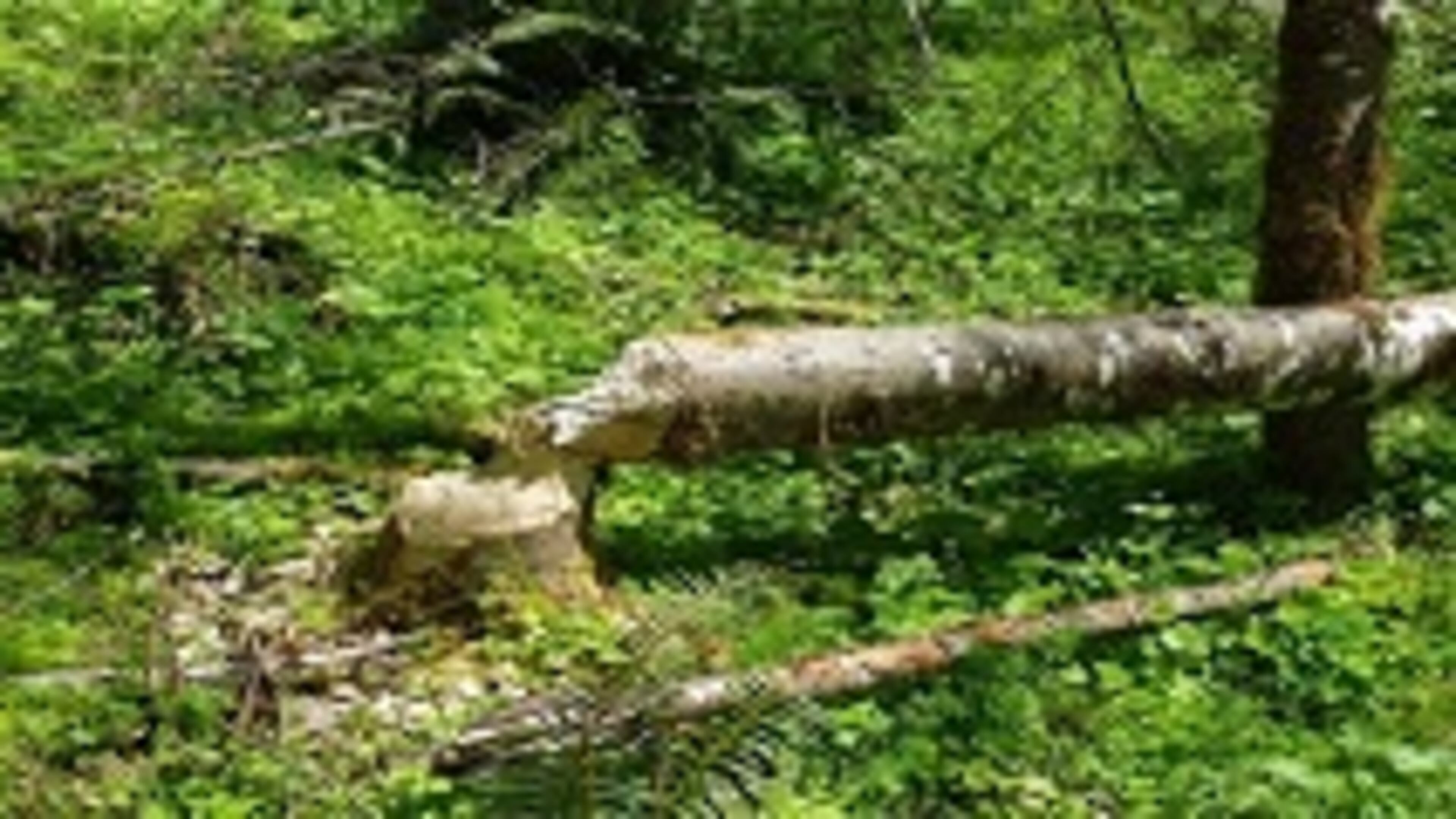 The city of Doraville has waived fees for removing trees damaged by Tropical Storm Irma. CONTRIBUTED