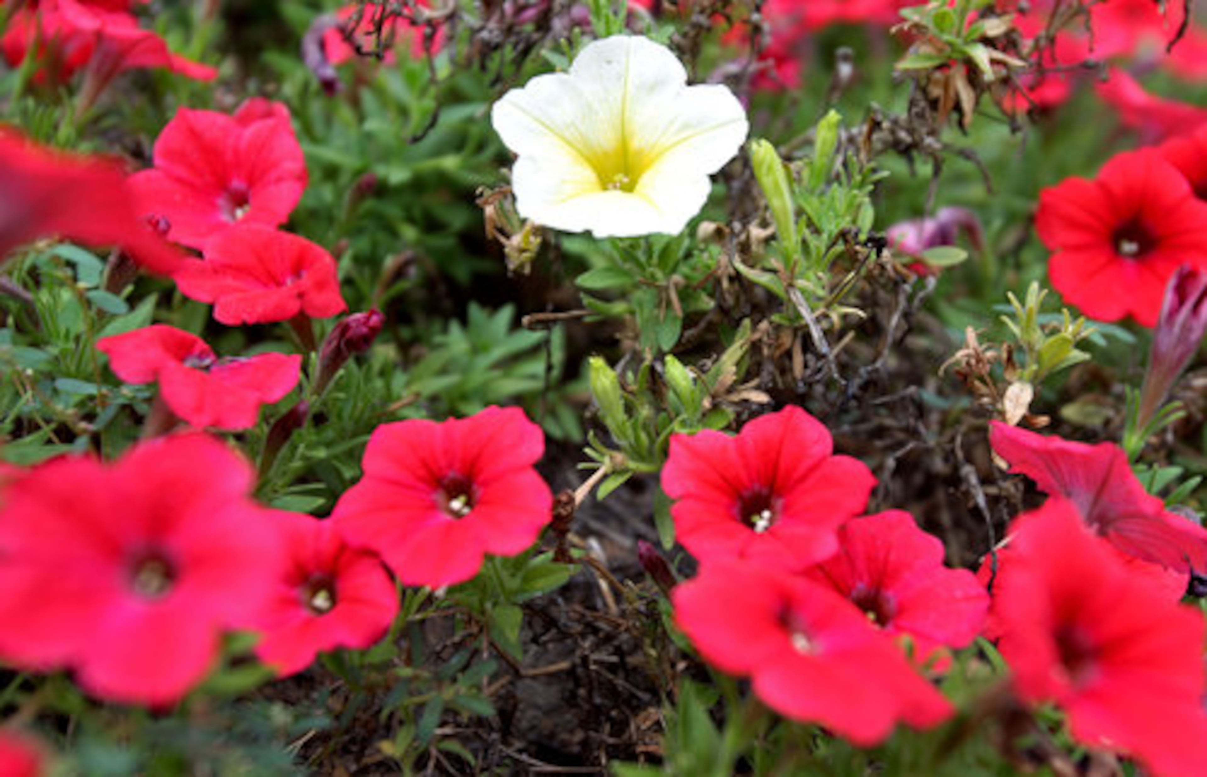 Brightly-colored annual flowers bloom in the outdoor learning center.
