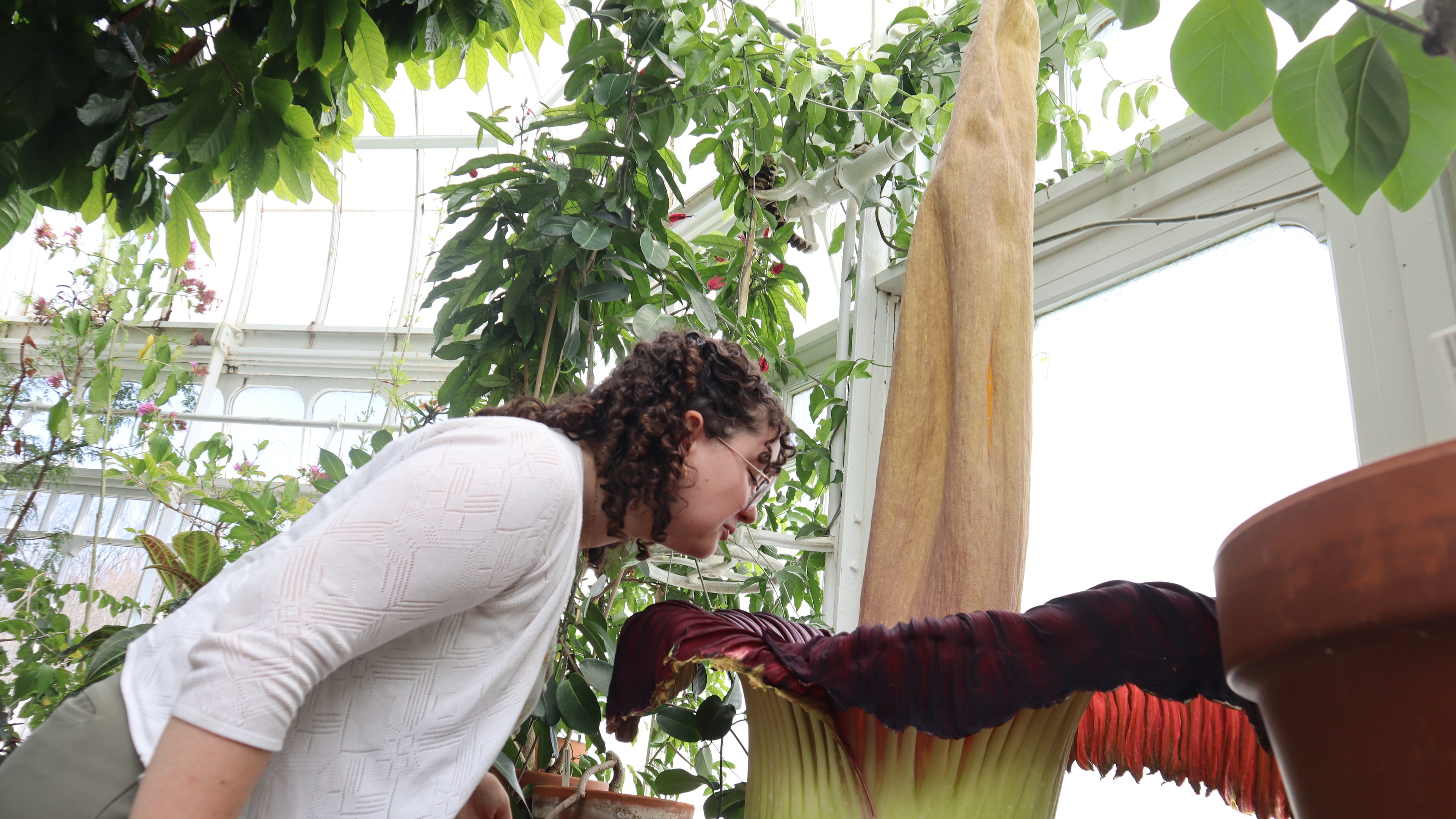 Caroline Murray, a senior at Mount Holyoke College, leans in to smell the blooming corpse flower known as "Pangy" at the Talcott Greenhouse on the campus in South Hadley, Mass., Tuesday, April 14, 2026. (AP Photo/Leah Willingham)