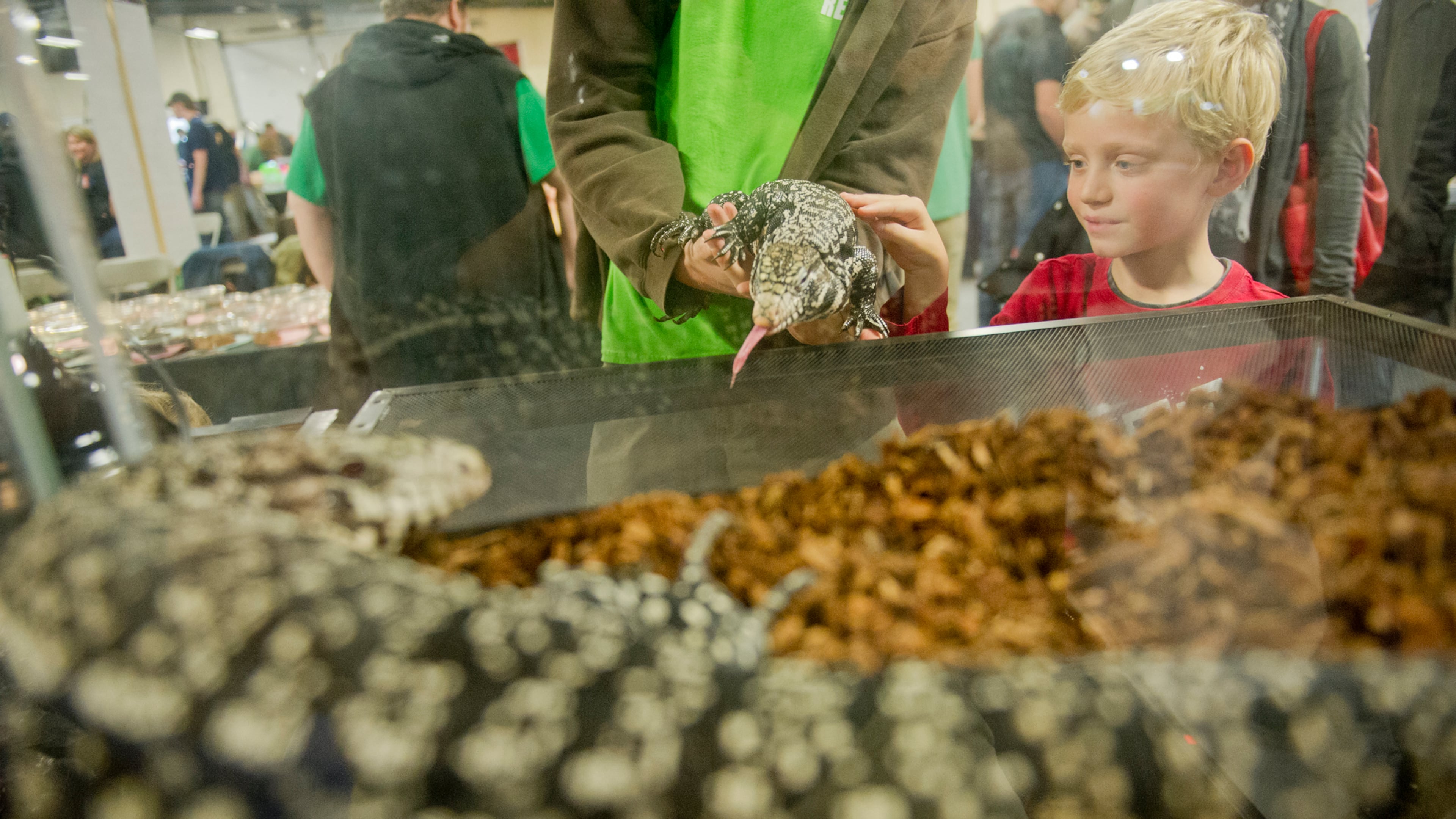 Philip Liebenberg pets a black and white Argentine tegu during Repticon at the Gwinnett County Fairgrounds in Lawrenceville in 2013. (Jonathan Phillips for the AJC)