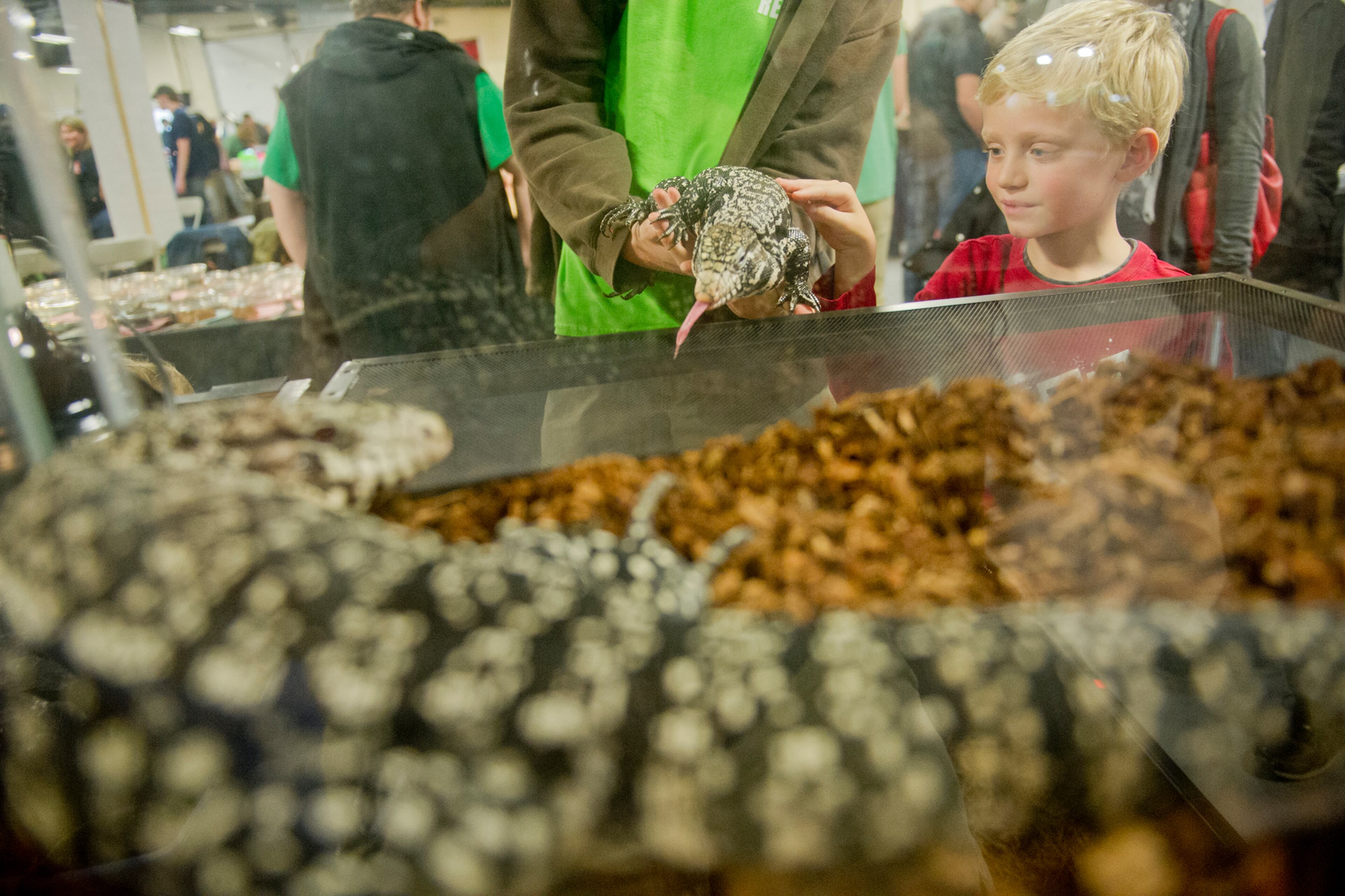 Philip Liebenberg pets a black and white Argentine tegu during Repticon at the Gwinnett County Fairgrounds in Lawrenceville in 2013. (Jonathan Phillips for the AJC)