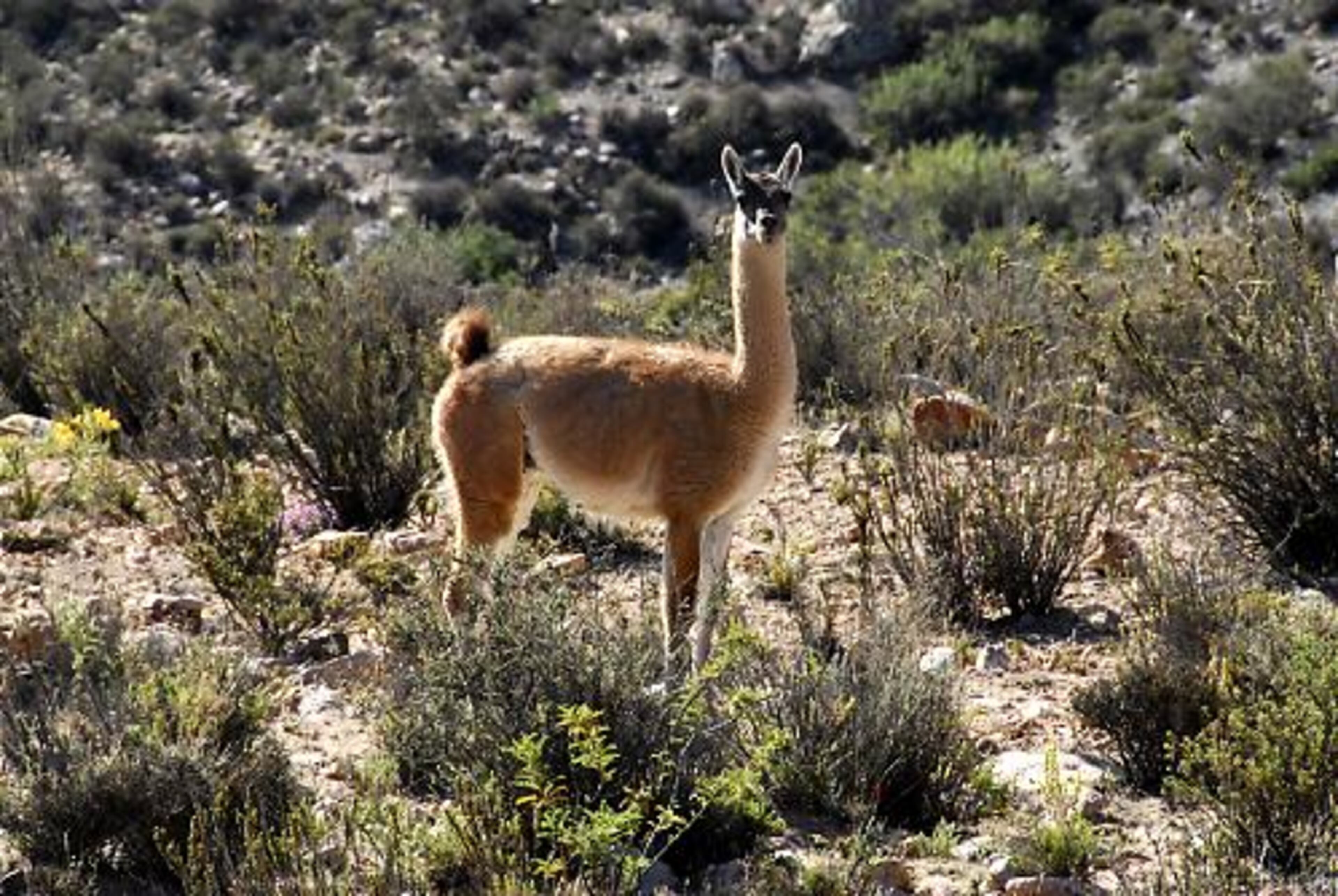 The guanaco, a wild relative of the domesticated llama, grazes freely in the Andean highlands of several South American countries.