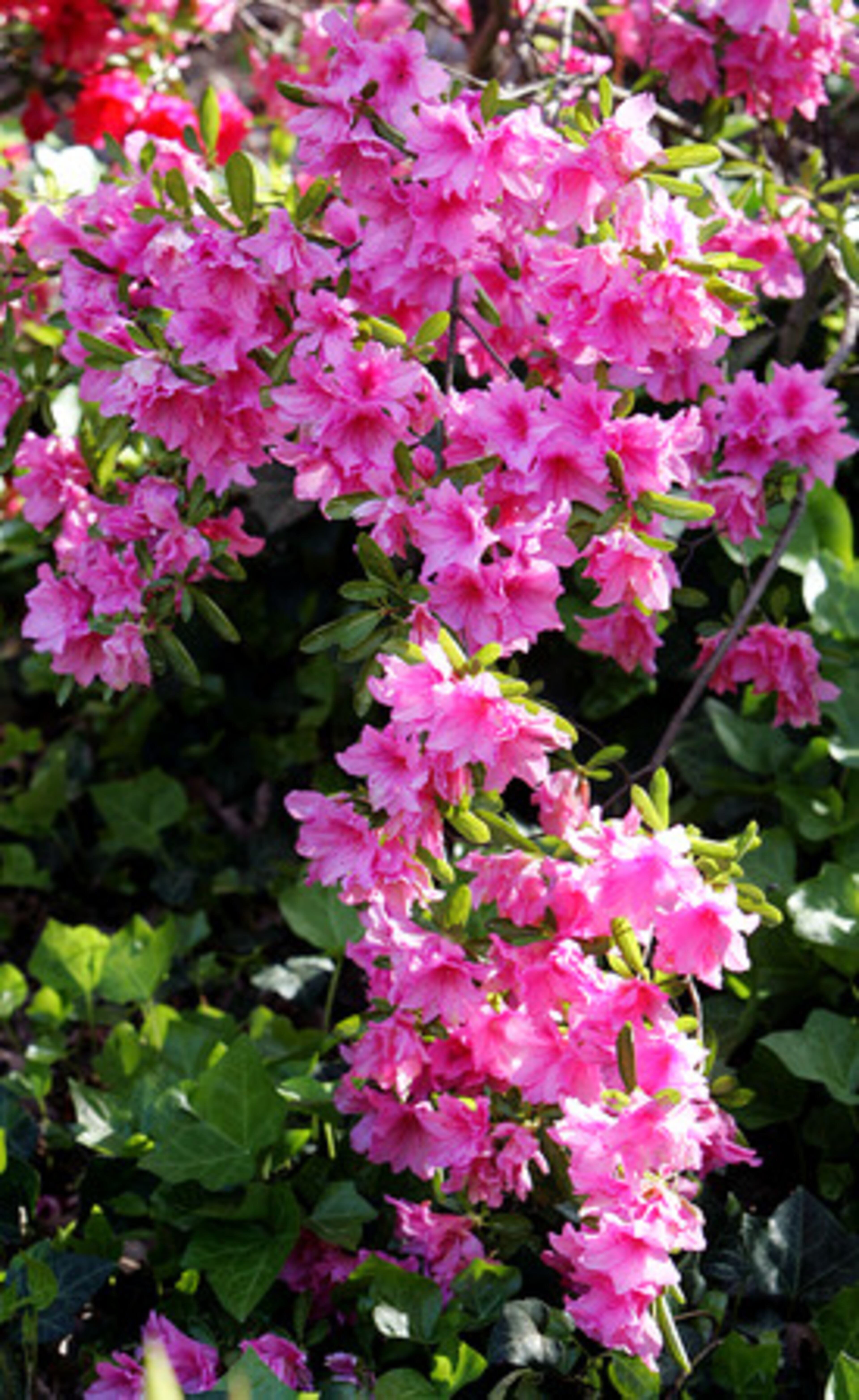 Azaleas are a signature of many Southern gardens, and most bloom in spring for about a month. Encore azaleas bloom in spring and fall.