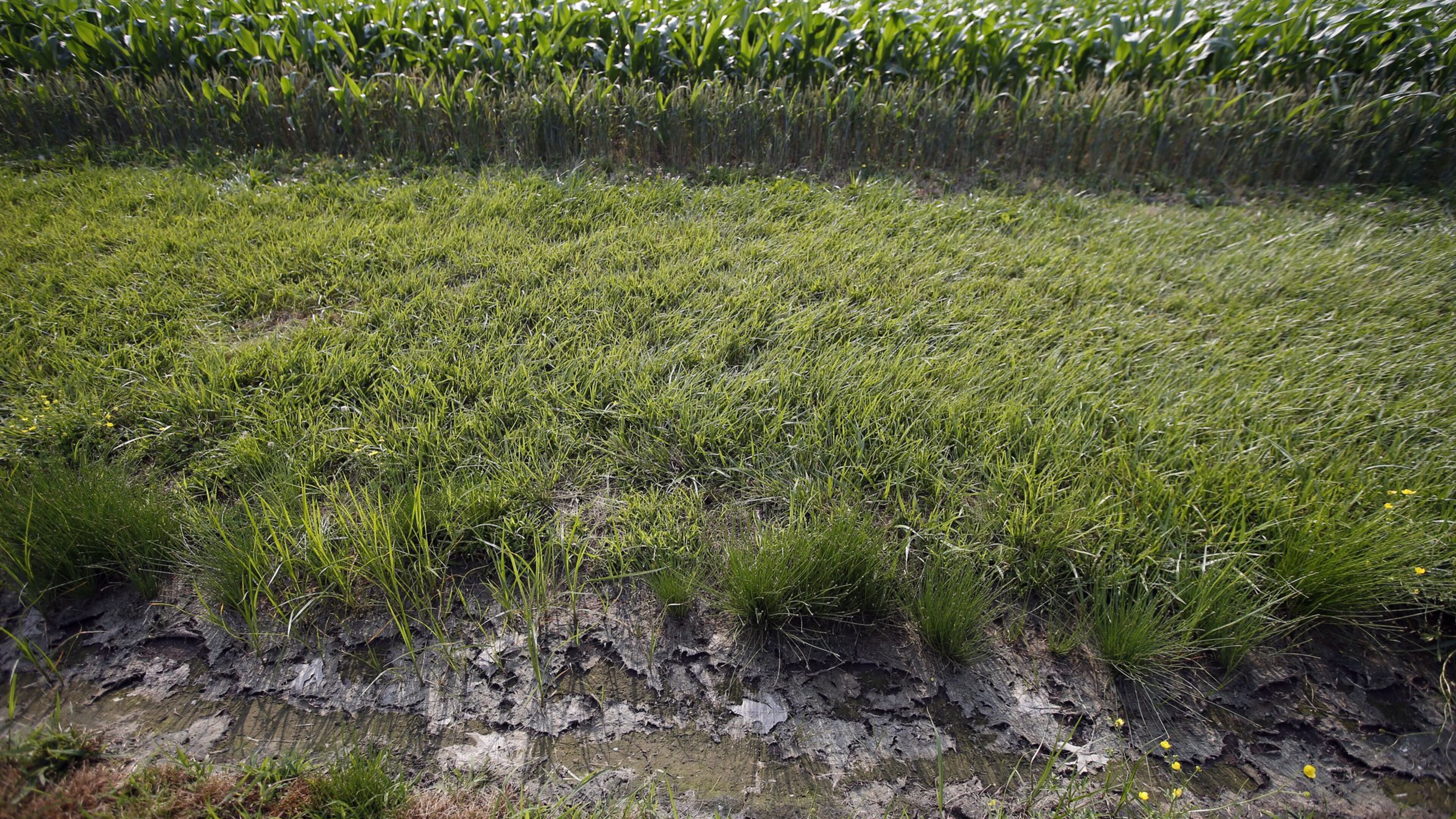 The Waters of the United States rule, implemented during the Obama administration, sought to expand the bodies of water under the authority of the Environmental Protection Agency and the U.S. Army Corps of Engineers to include ditches, ponds and wetlands. A federal judge in Brunswick has determined that the rule violated states’ rights to regulate the land and water within their borders and issued a preliminary injunction. (AP Photo/Alex Brandon, File)