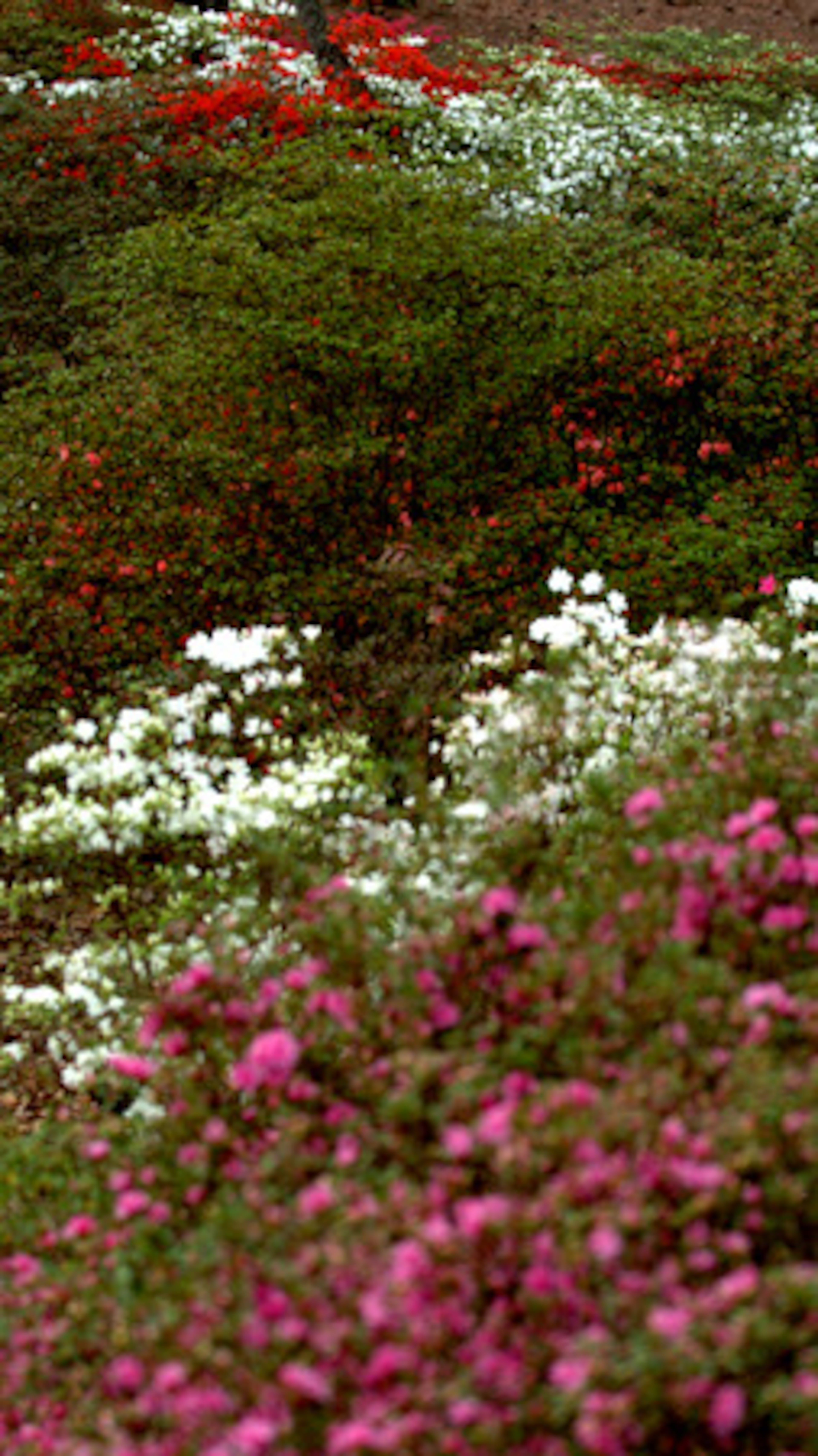 The azalea trail at Callaway Gardens.