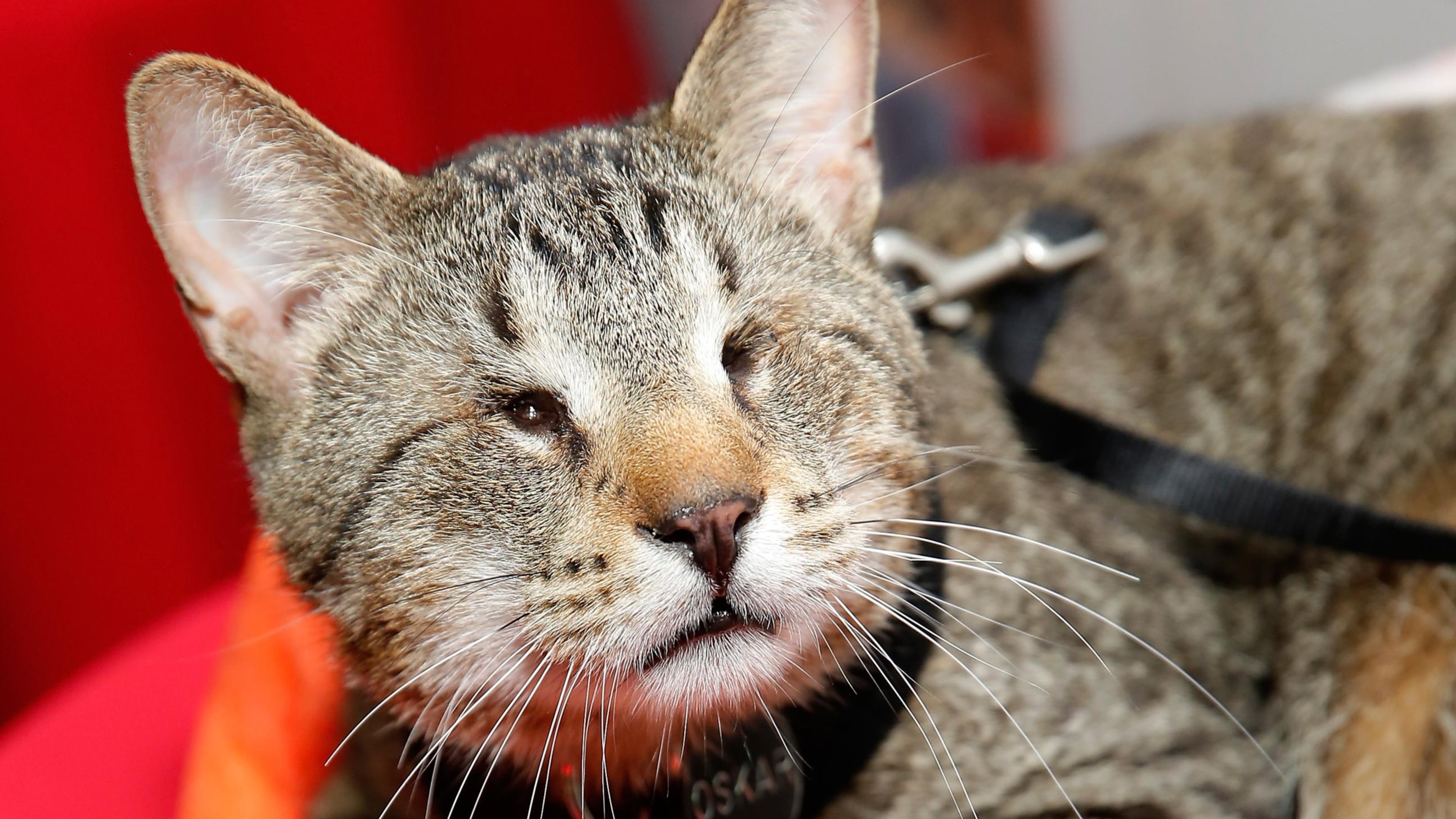 NEW YORK, NY - JULY 16: Oskar the Blind Cat attends the "Cat Summer" video launch party at Bleecker Street Records on July 16, 2014 in New York City. (Photo by Jemal Countess/Getty Images)