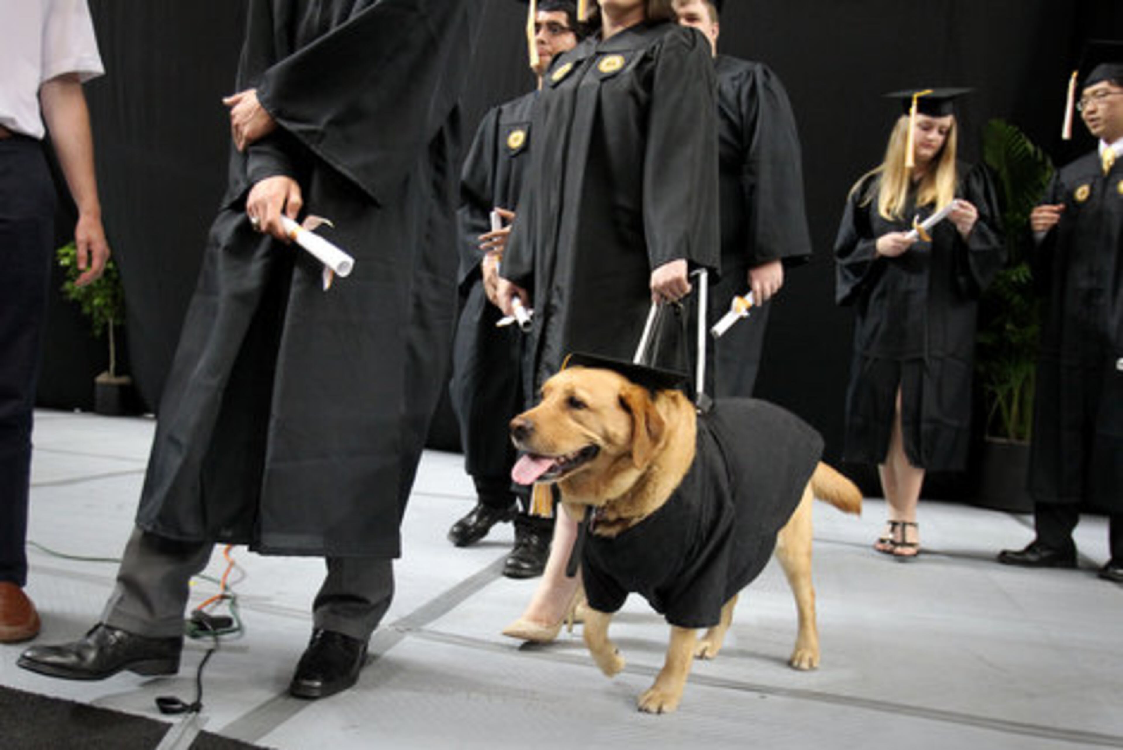 Also wearing a cap and gown, Noble, a seeing eye dog, walks with it's owner Michelle Plunkett, of Leesburg, Va., after Plunkett received her diploma during the Bachelor's Ceremony during Spring 2012 Commencement at the Georgia Dome Saturday morning in Atlanta, Ga., May 5, 2012. Plunkett graduated with Bachelor of Science in Physics.