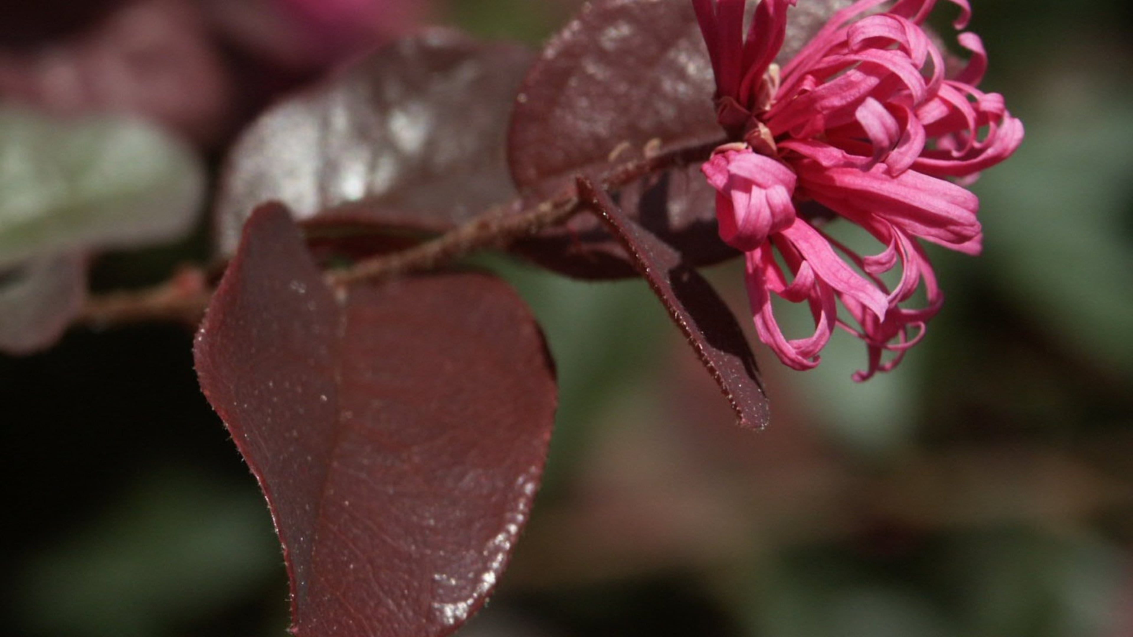 It’s not uncommon for some purple loropetalum varieties to fade to green in early fall. Contributed by Walter Reeves. HANDOUT PHOTO - NOT FOR RESALE