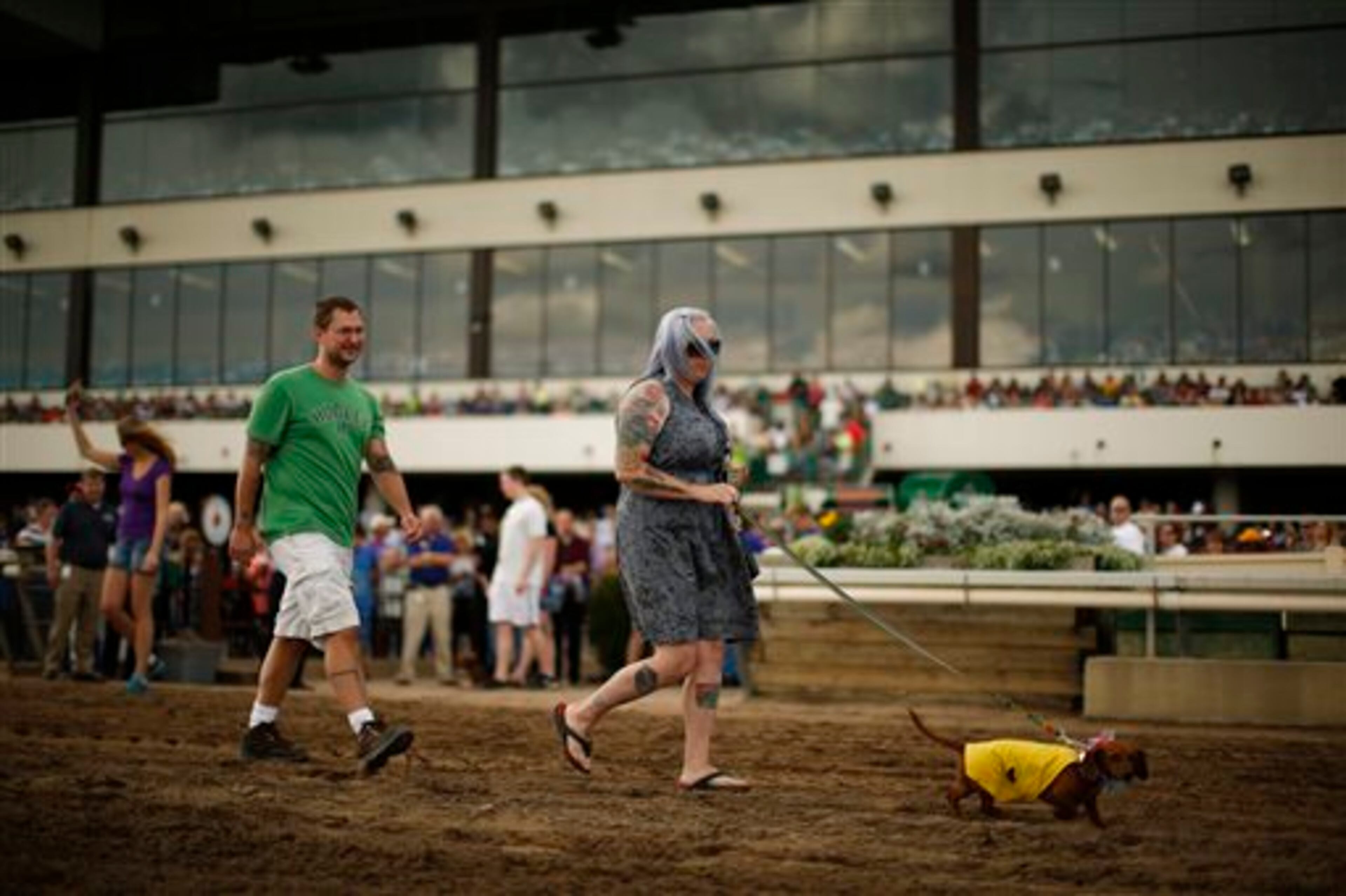 Jaquelyn and Josh Miller walk their dog, Muffin, onto the track for the Championship heat Monday, Sept. 1, 2014, at Canterbury Park, in Shakopee, Minn. Canterbury Park hosted their annual Labor Day Wiener Dog Wars in which dogs competed in seven races on the horse track for the title of Grand Champion. (AP Photo/The Star Tribune, Jeff Wheeler)