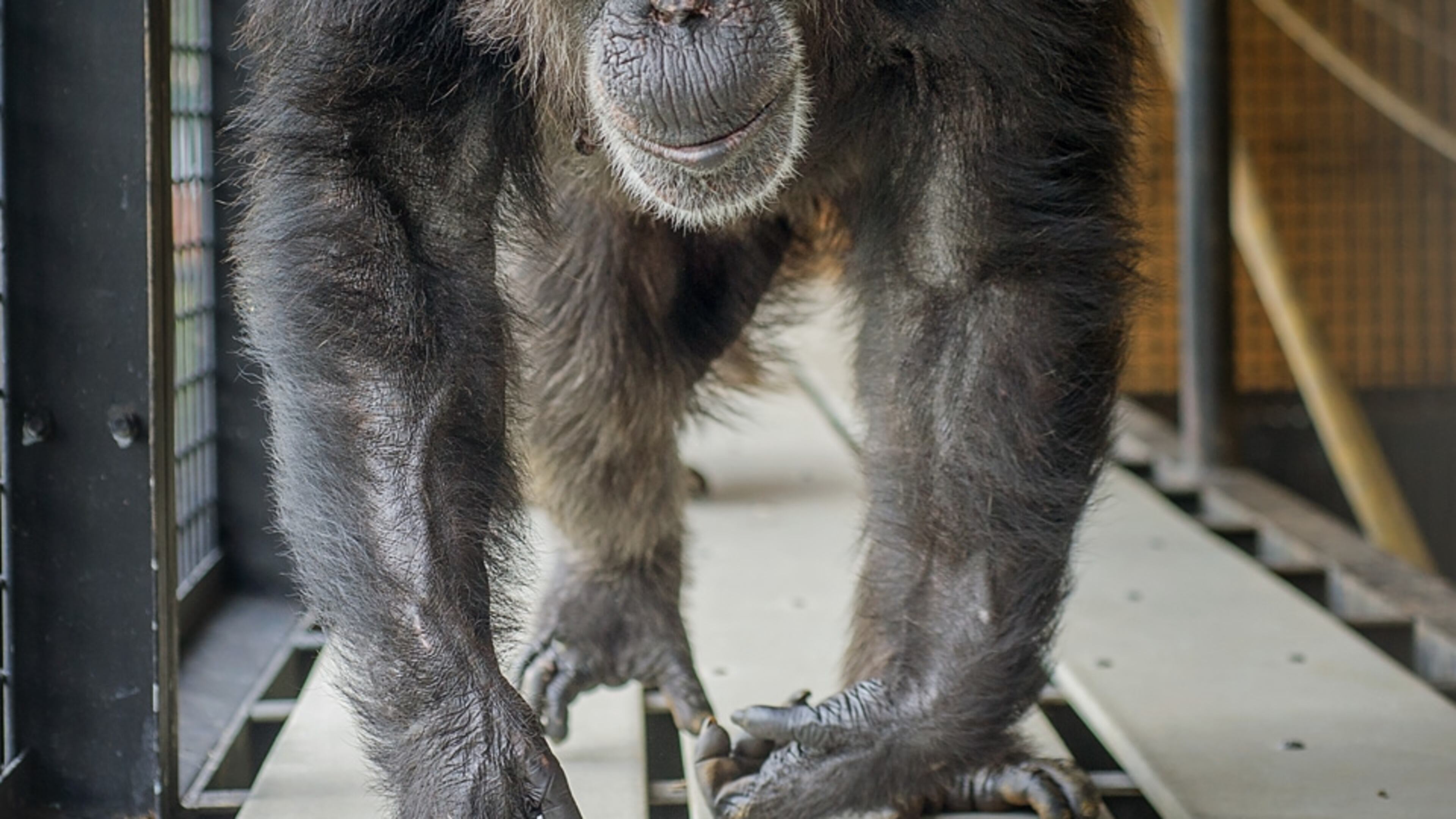 Precious, 28, is one of the oldest chimps now in residence at Project Chimps. Image credit: Crystal Alba