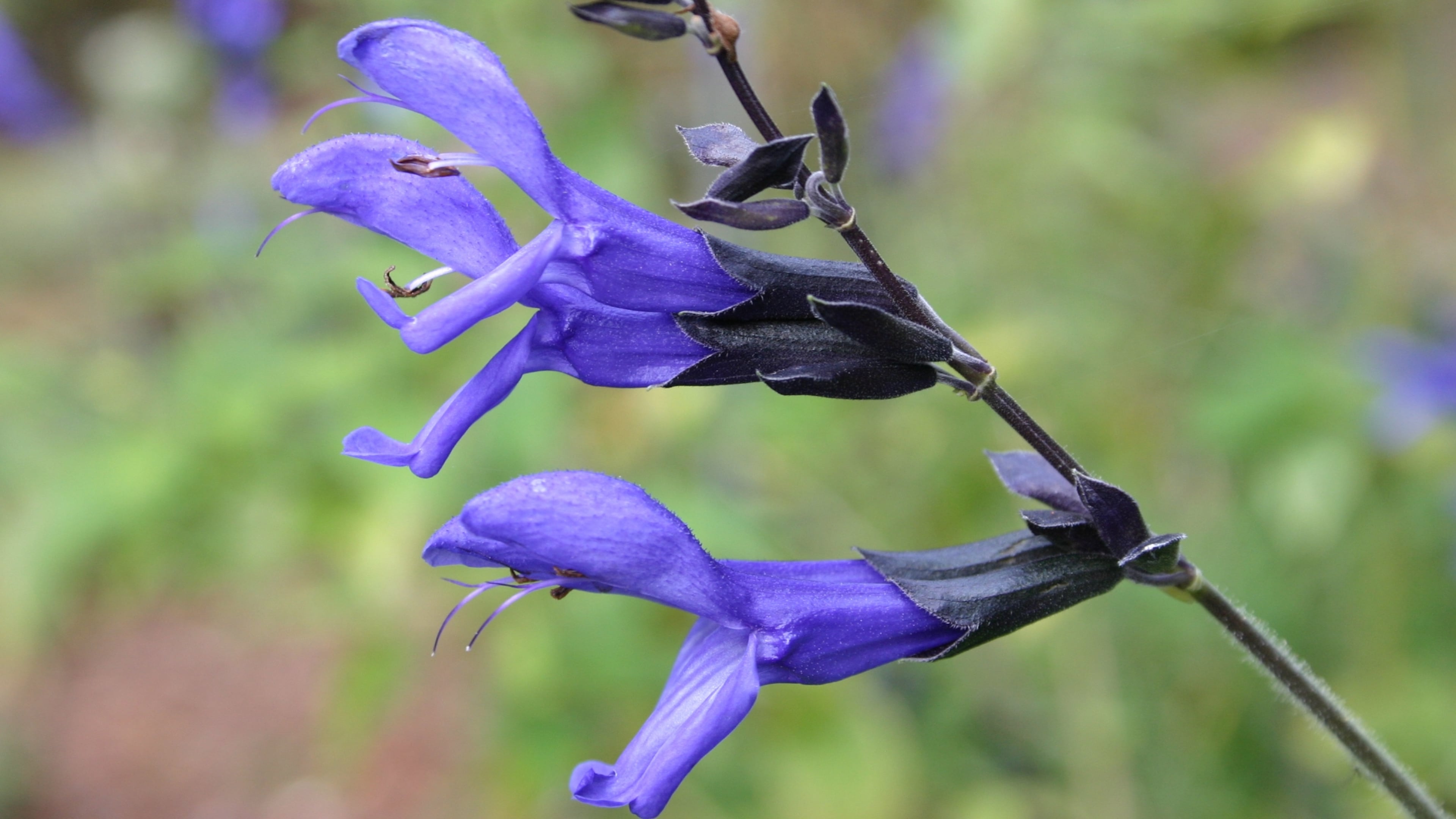 Perennial salvia is guaranteed to attract pollinating insects to a garden.