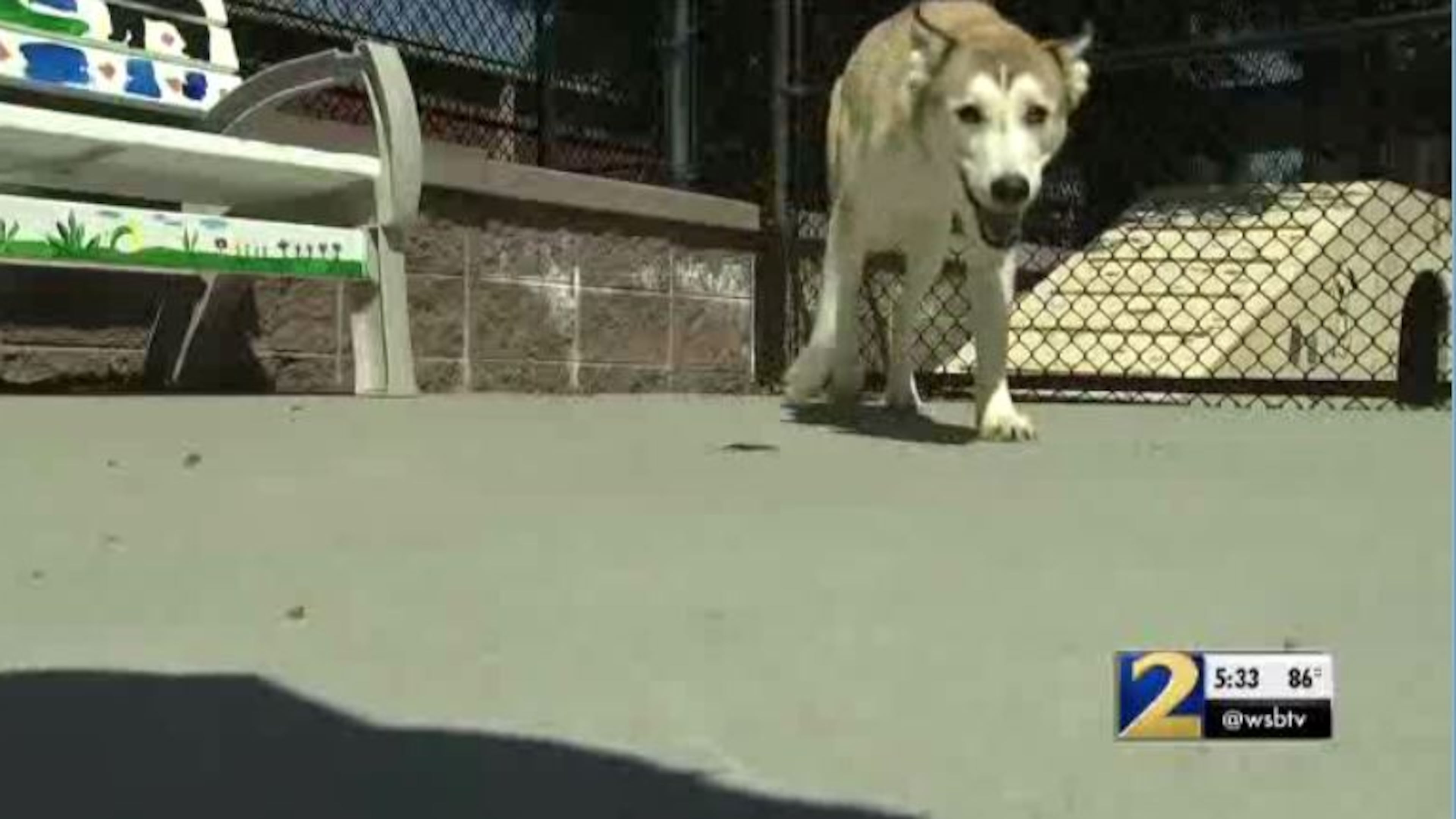 A dog was rescued from a Duluth balcony after being left without food or water for 13 days, authorities said.