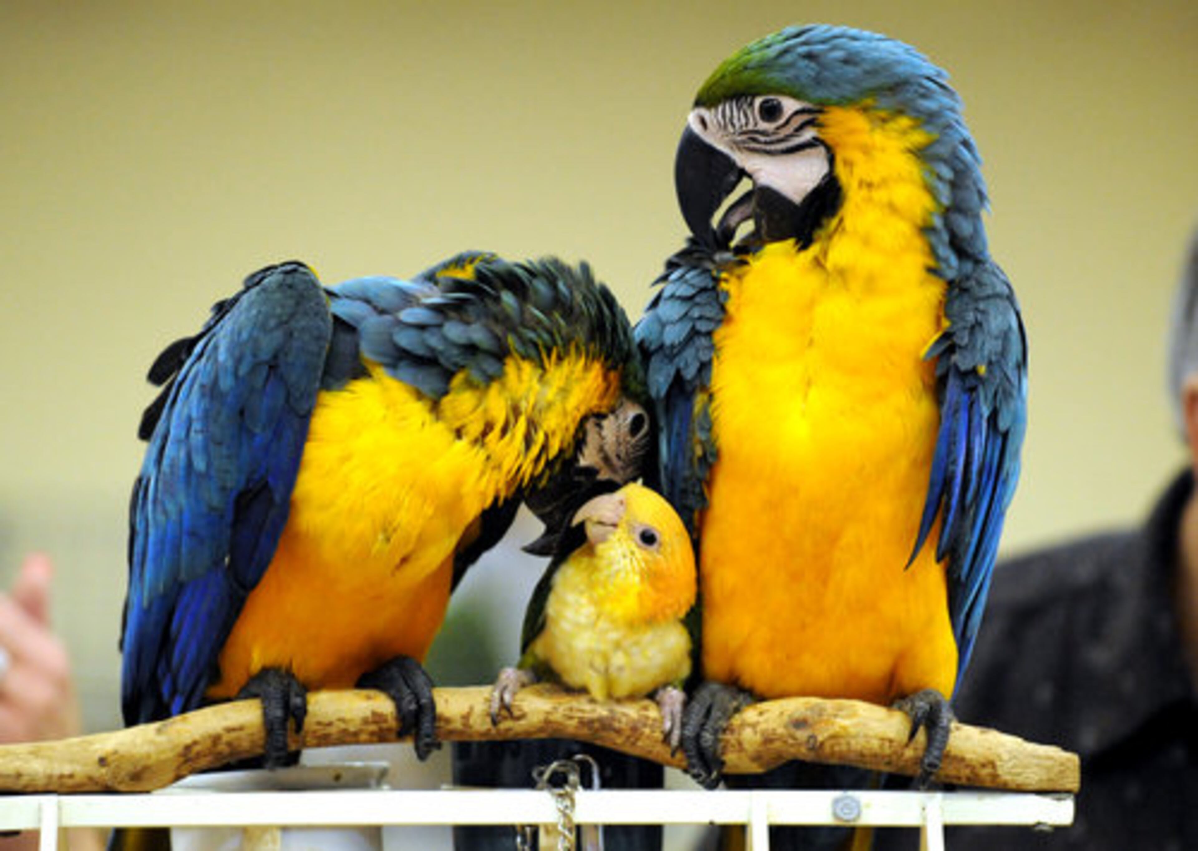 A pair of blue and gold macaws bookend a tiny white bellied caique from Best Start Pets. The birds were at an exotic bird fair held at The North Atlanta Trade Center in Norcross last weekend.