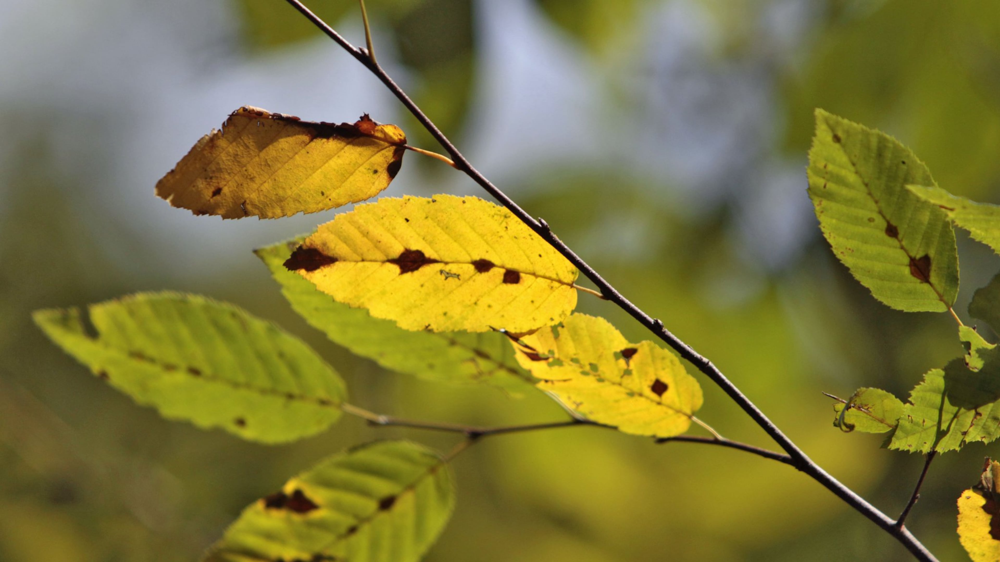 The Big Creek Greenway in Alpharetta is a great place in metro Atlanta to see the fall leaves. BOB ANDRES BANDRES@AJC.COM