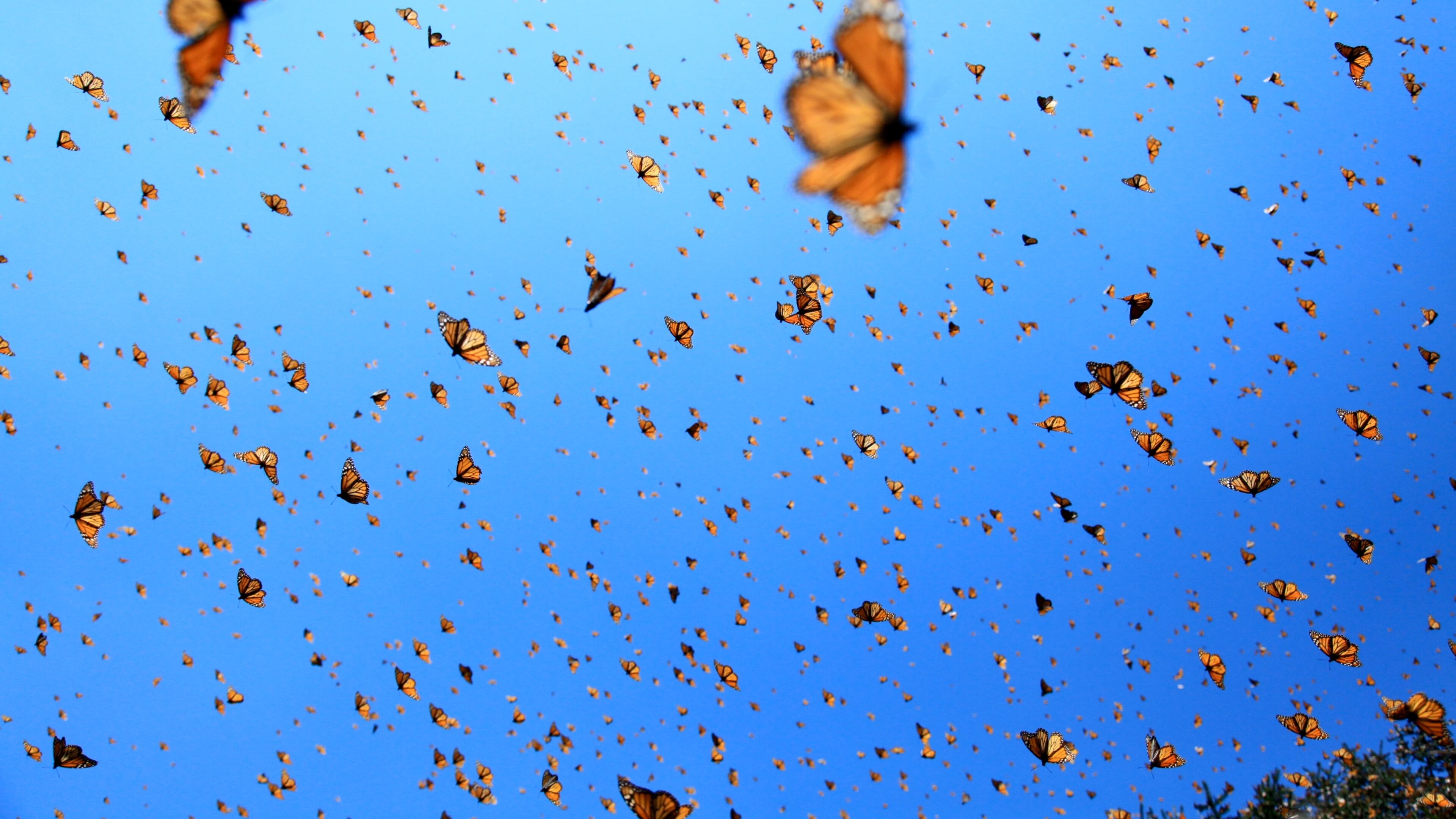 The mysterious migration of monarch butterflies is the subject of "Flight of the Butterflies," a film returning to the Fernbank Museum of Natural History.