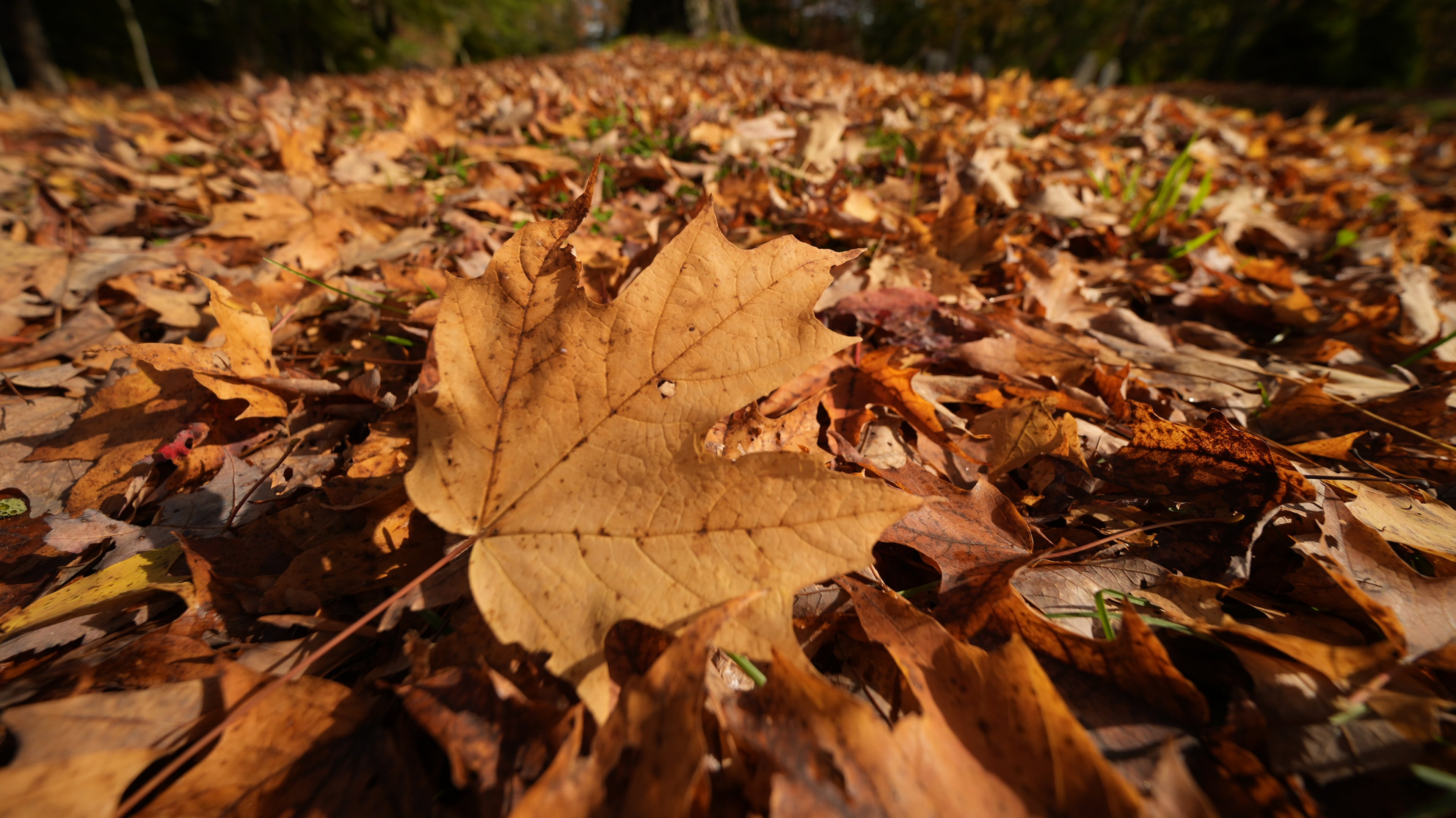 Maple leaves carpet the ground at a cemetery in Freeport, Maine, Wednesday, Oct. 14, 2026. (AP Photo/Robert F. Bukaty)