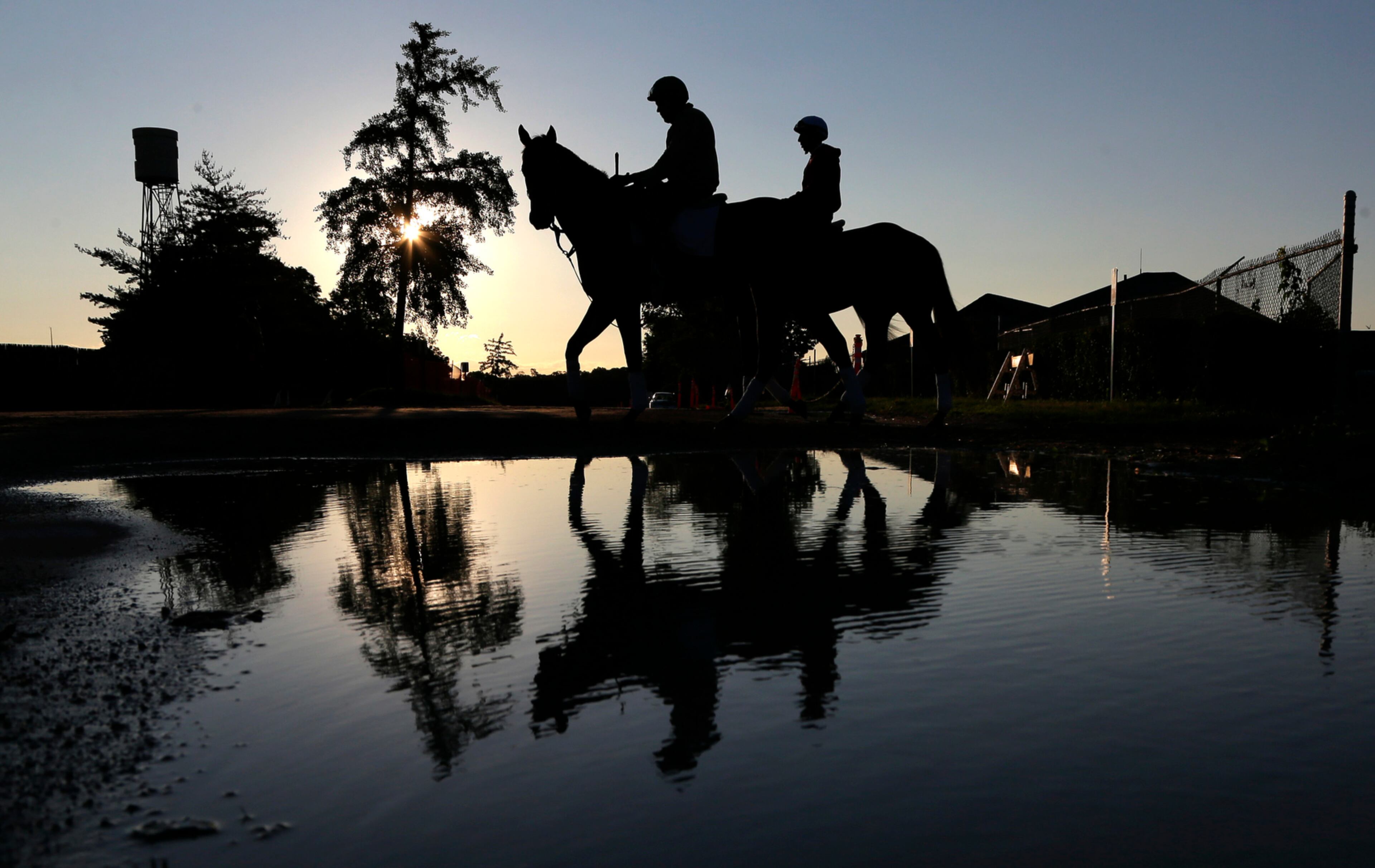 PREPPING FOR BELMONT--Race horses walk to the main track to train at Belmont Park, Thursday, June 9, 2016, in Elmont, N.Y. The 148th running of the Belmont Stakes horse race is on Saturday.(AP Photo/Julie Jacobson)