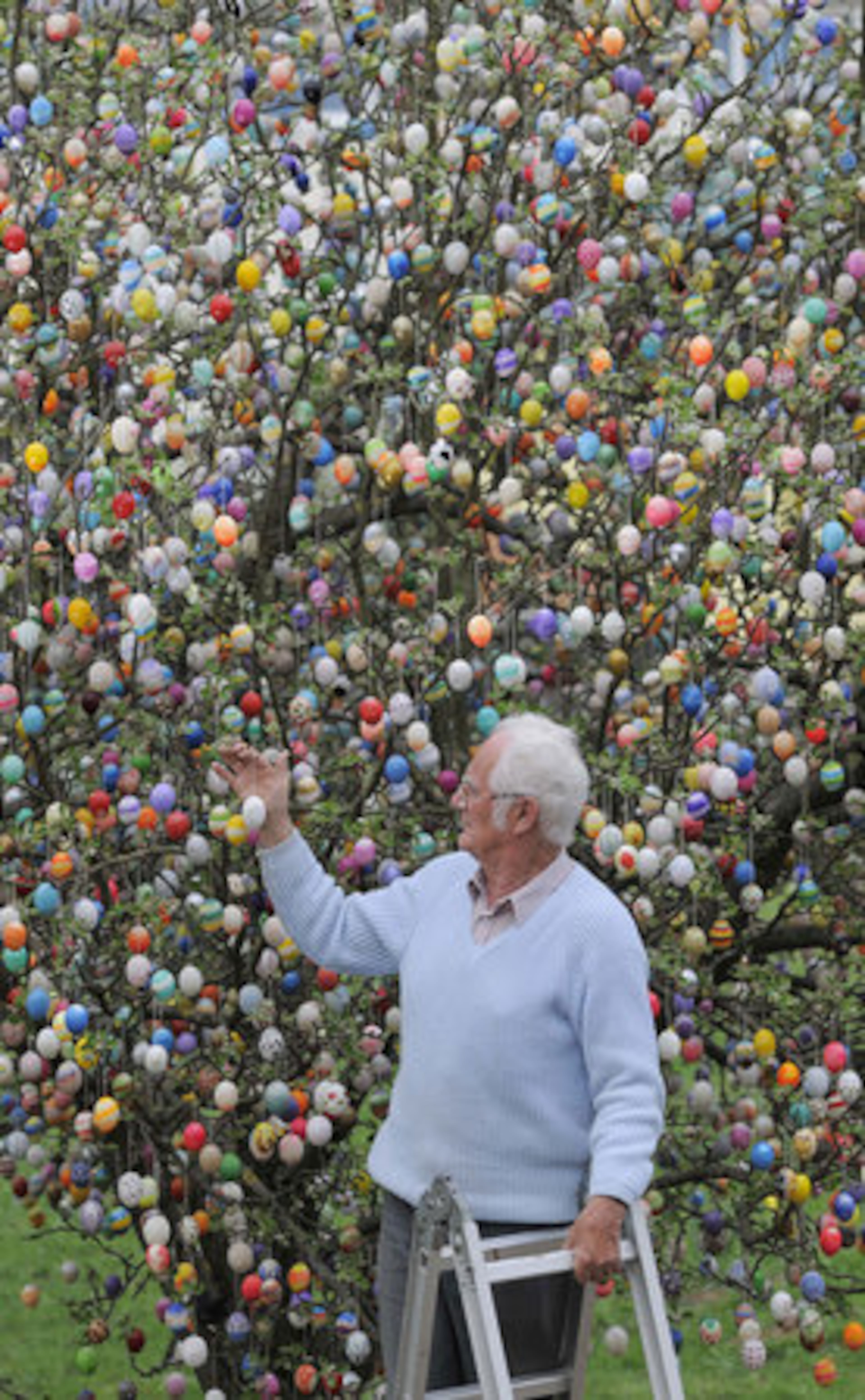 Volker Kraft stands on a ladder as he hangs the eggs from the large tree on his property. The Kraft family have decorated their tree for Easter for more than forty years.