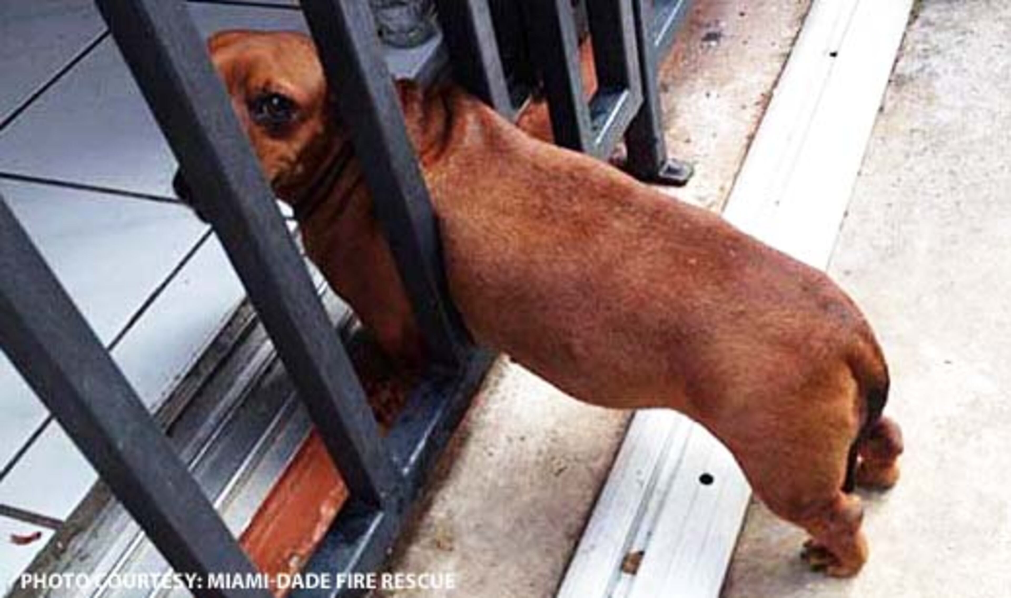 A dachshund found itself not behind bars, but between them after getting stuck in a security fence. Miami-Dade Fire Rescue worked to get the little guy free. The dachshund was pulled to safety and reunited with his happy owner.