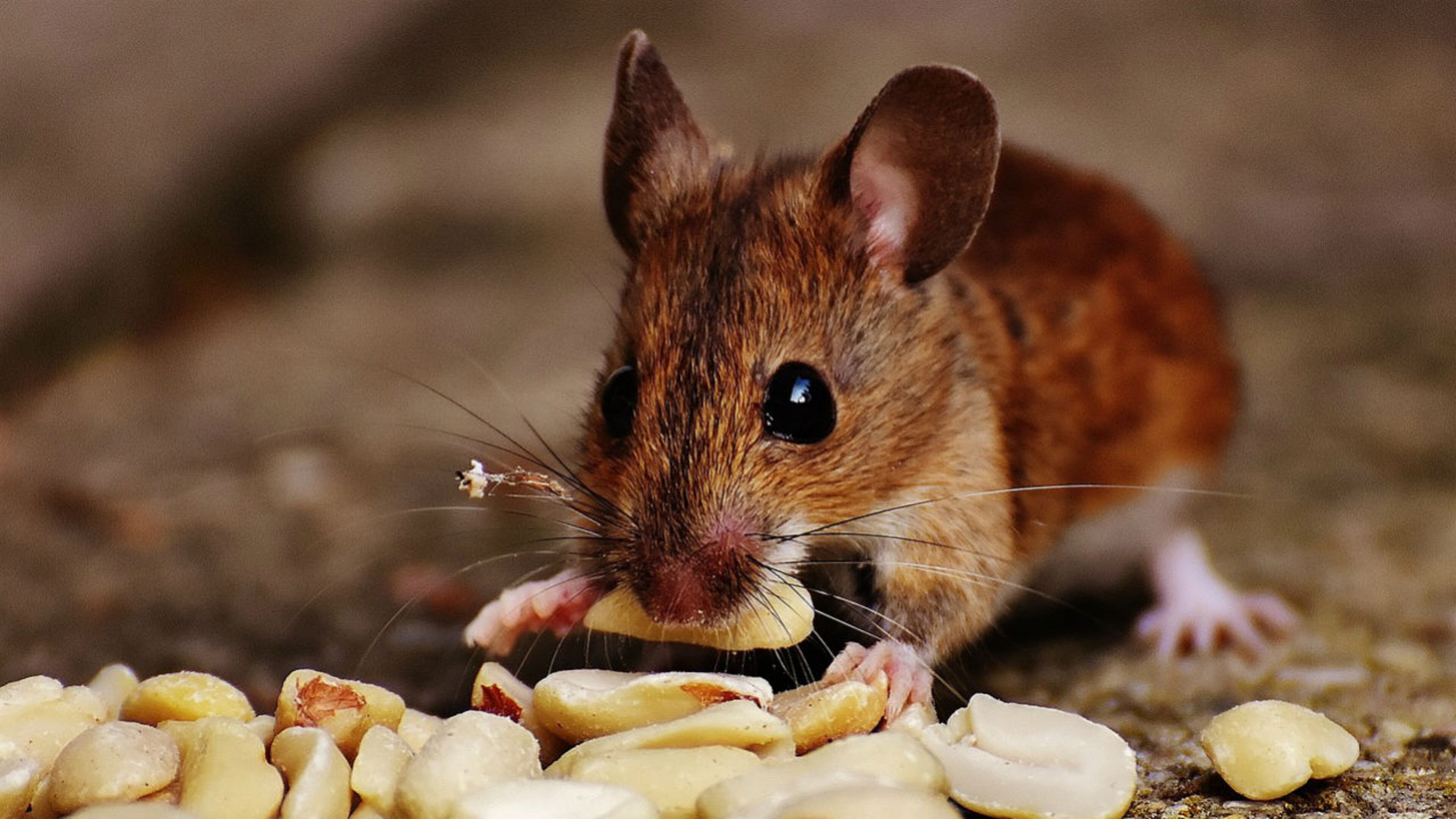 File photo. (Photo: Alexas_Fotos/Piaxabay)