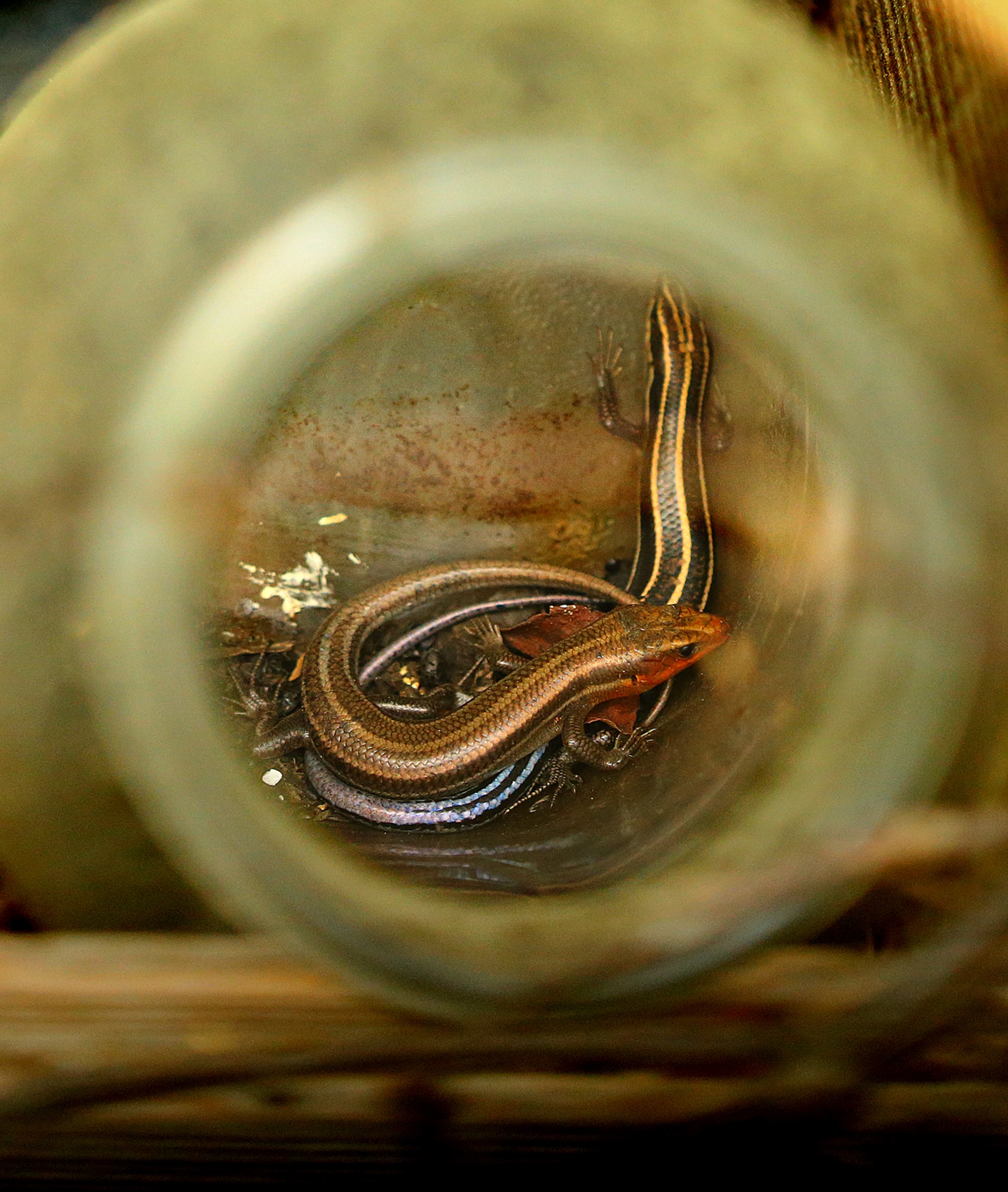 A pair of salamanders curl up inside an old jar on a shelf in a chicken coop on the 50 acre farm of Miss Besse Cooper on Monday, May 19, 2014, in Monroe. Cooper was the oldest person in the world until she died at the age of 116 years and 100 days in 2012. CURTIS COMPTON / CCOMPTON@AJC.COM