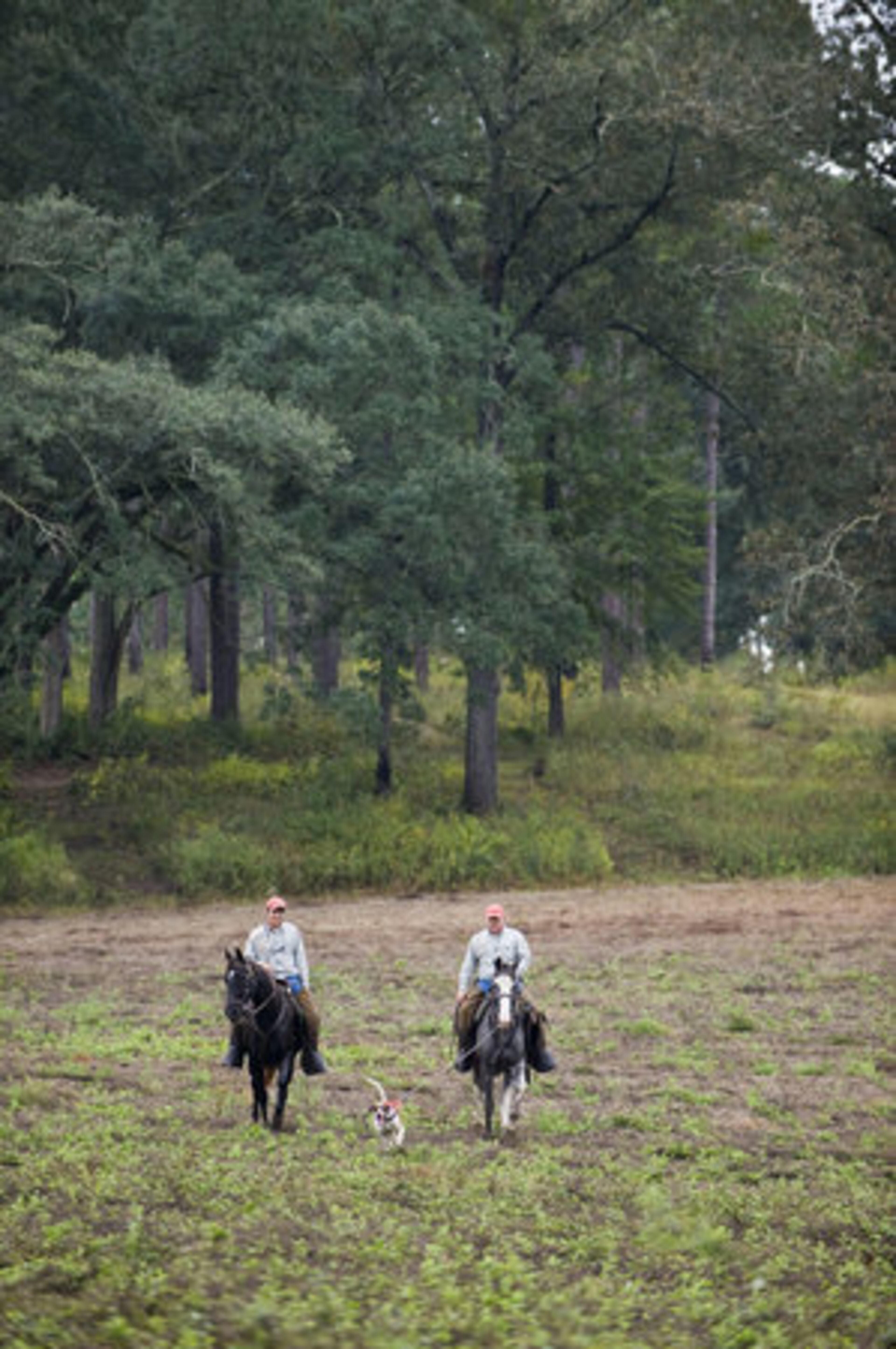 The acreage is partly devoted to quail hunting and partly devoted to timber.