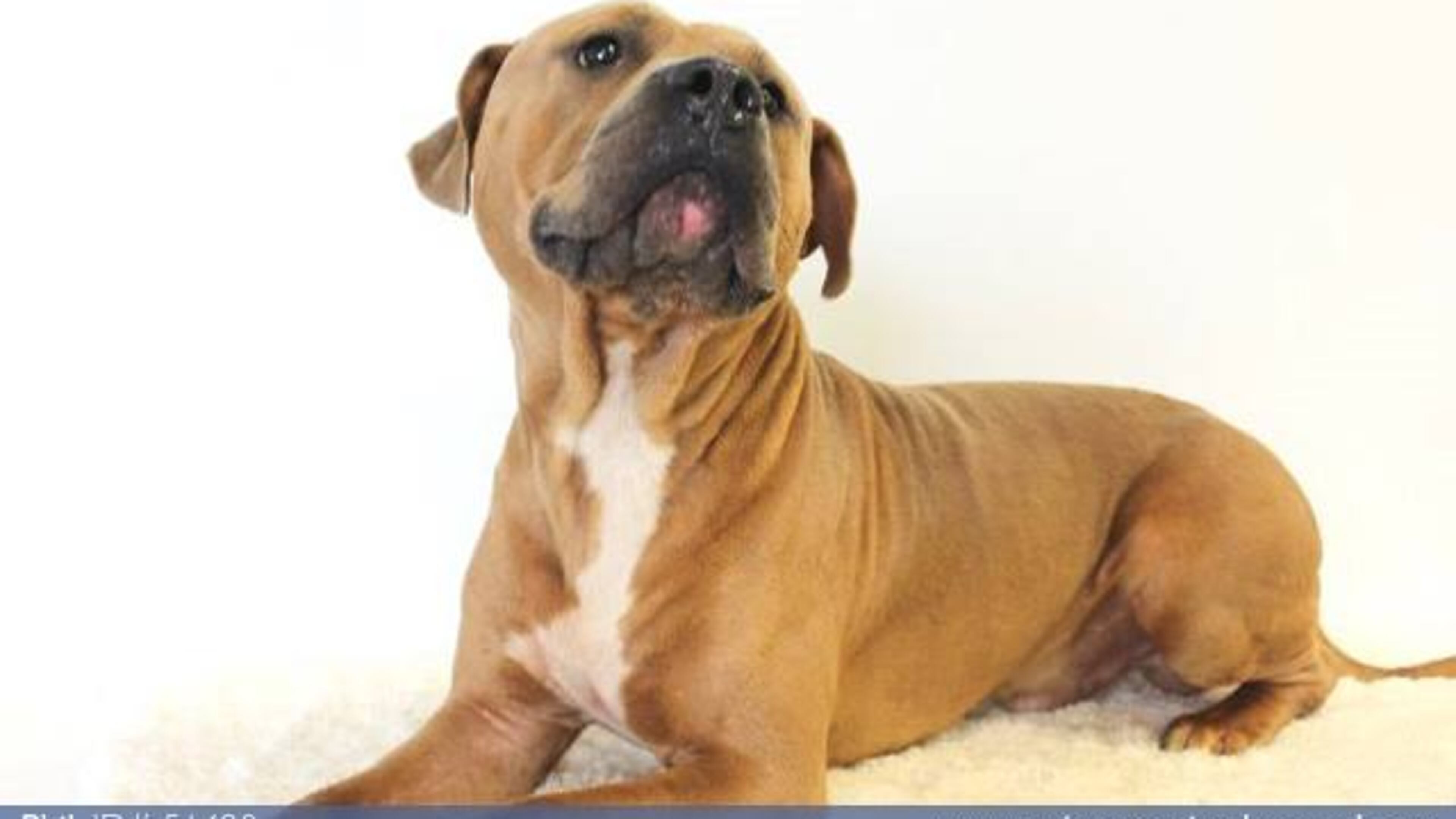 Gwinnett euthanized about 10.2 percent of the animals it impounded in the first six months of this year - down from nearly two-thirds in 2010.