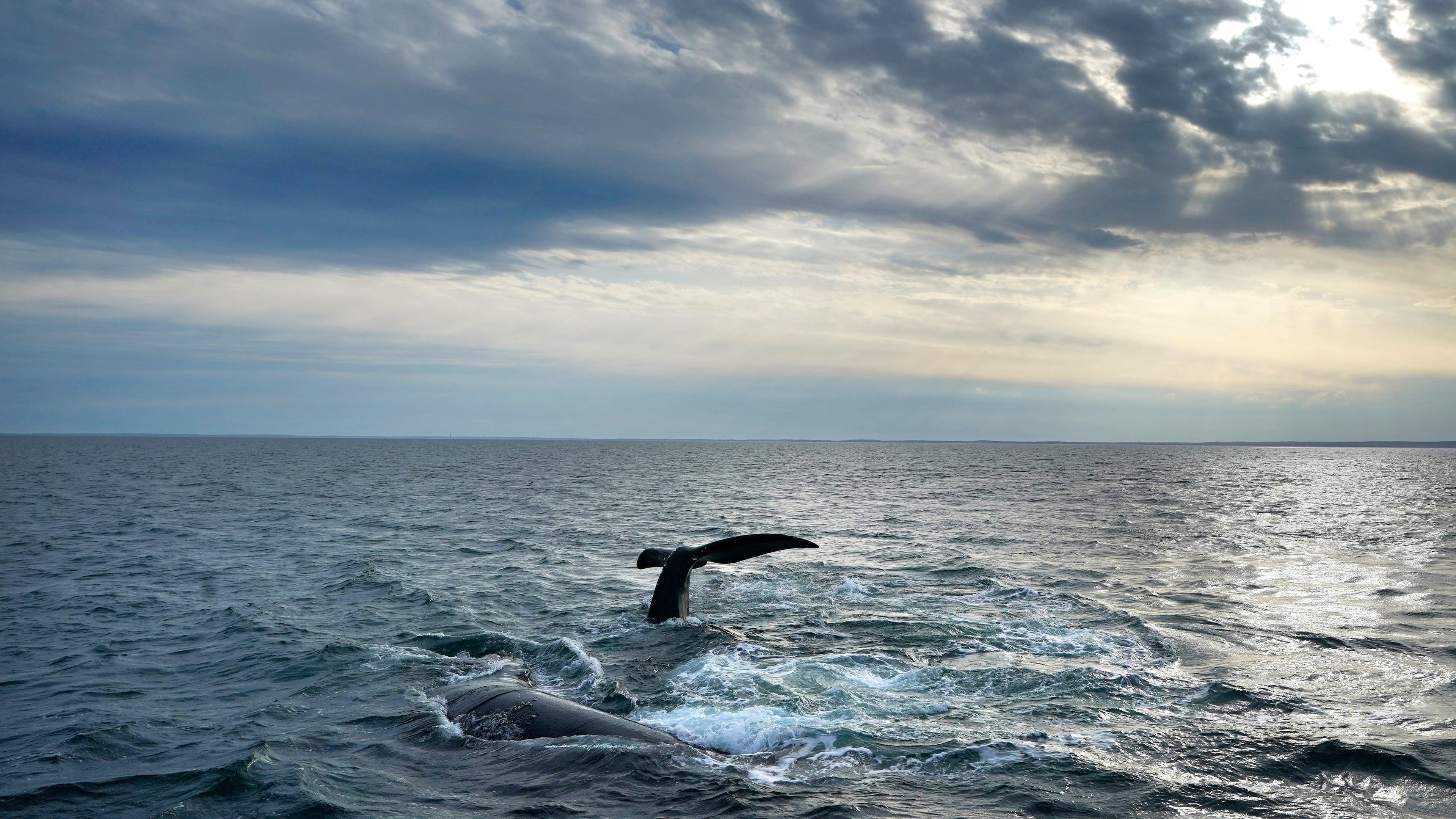 FILE - A pair of North Atlantic right whales interact at the surface of Cape Cod Bay, March 27, 2023, in Massachusetts. (AP Photo/Robert F. Bukaty, NOAA permit # 21371)