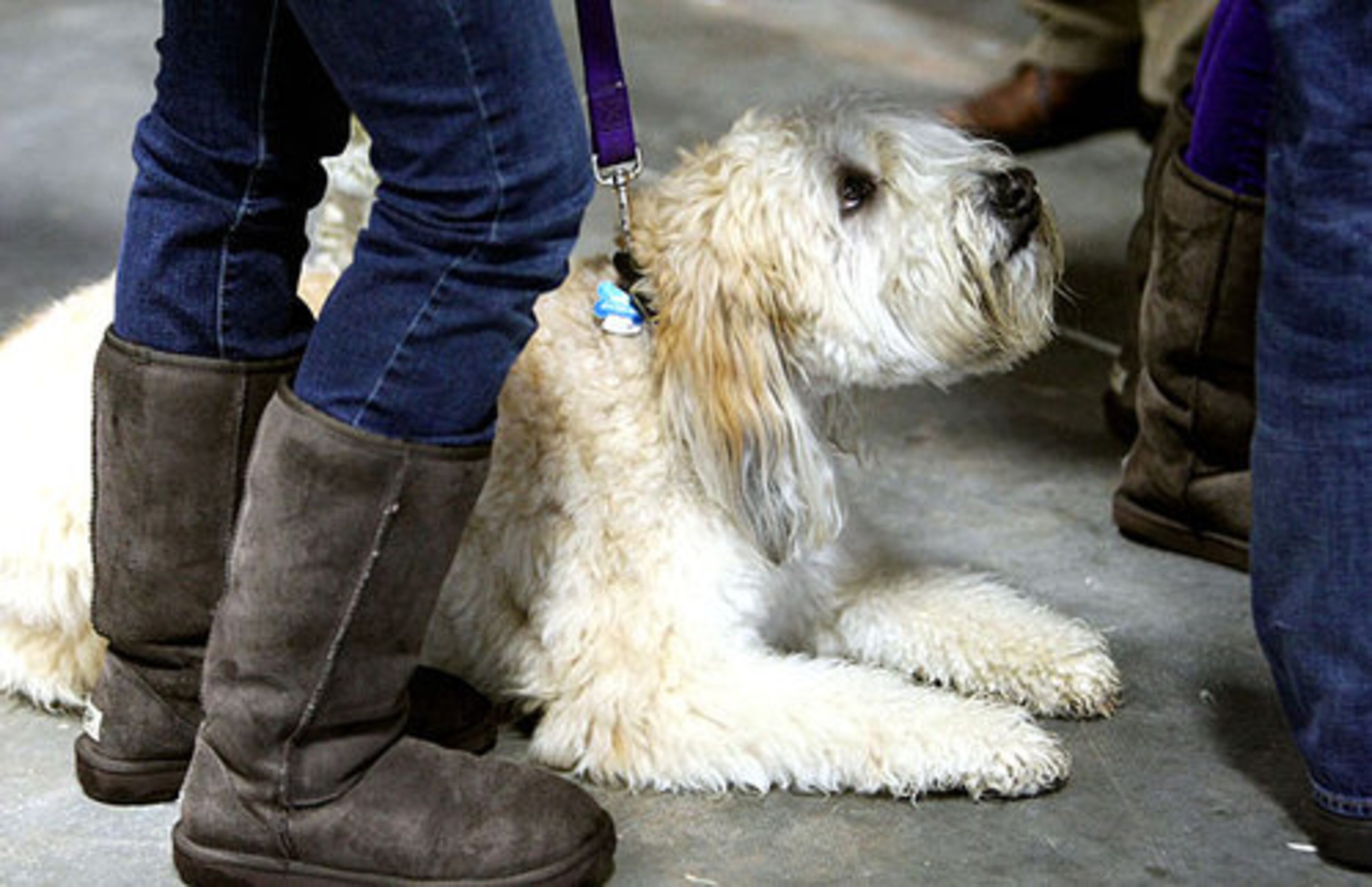 It's all too much for Haley McKee's dog "Ripley," who would rather lay down while waiting.