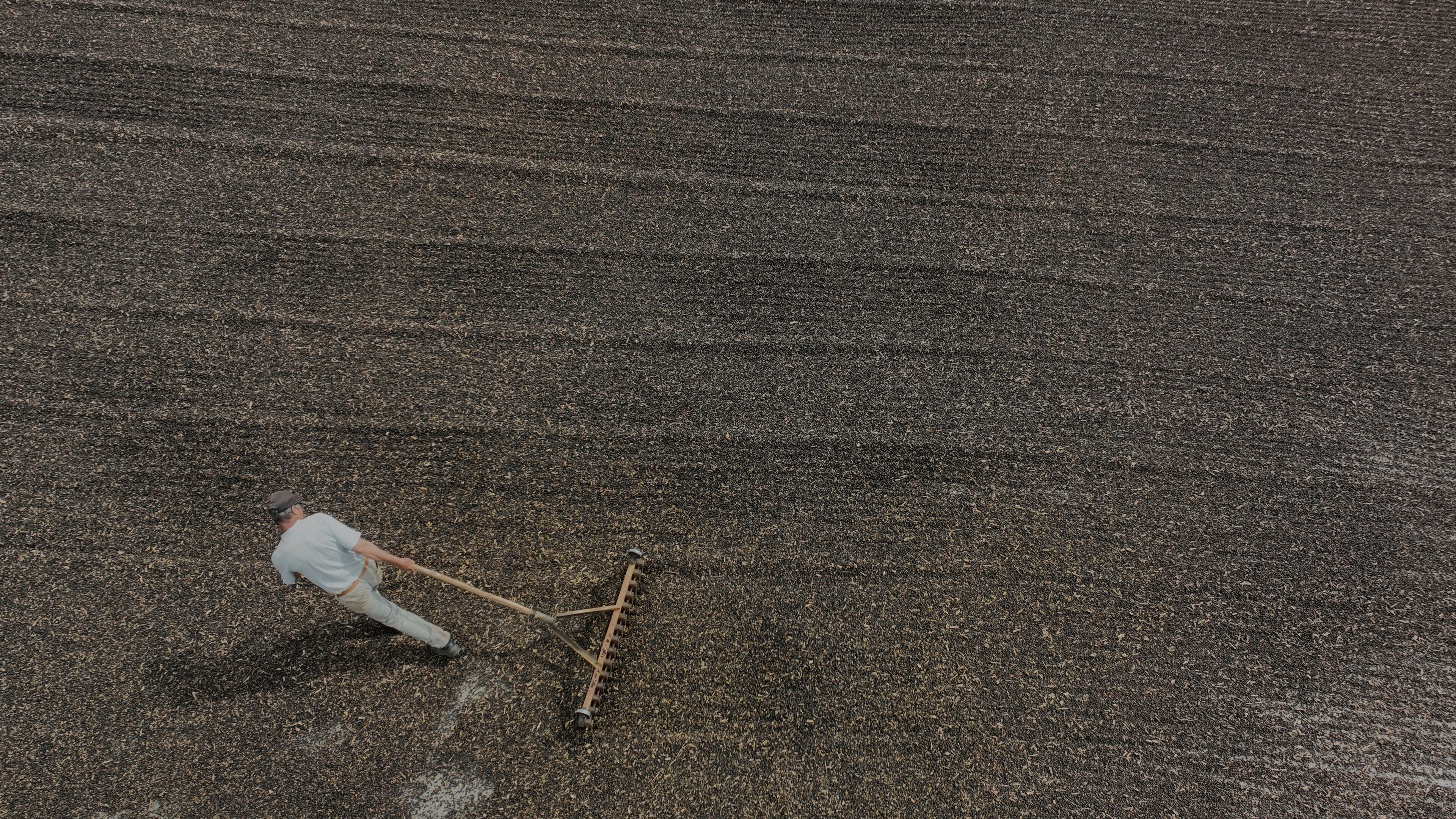 FILE - A farm employee processes coffee berries at Boa Esperanca farm in Braganca Paulista, Brazil, Aug. 4, 2025. (AP Photo/Andre Penner, File)