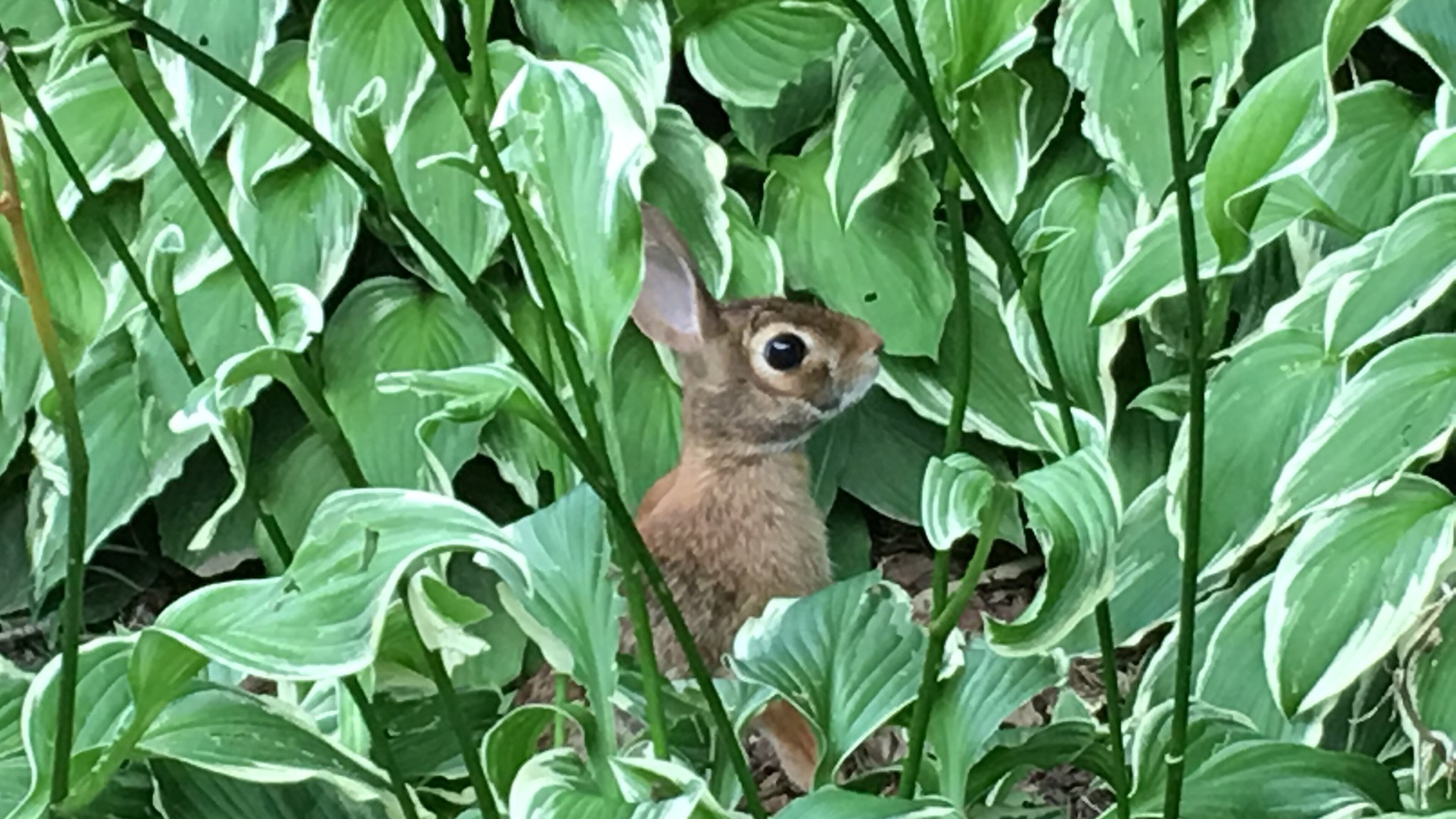 Mai Cavalli shared a photo of what she calls her “garden rabbit.”