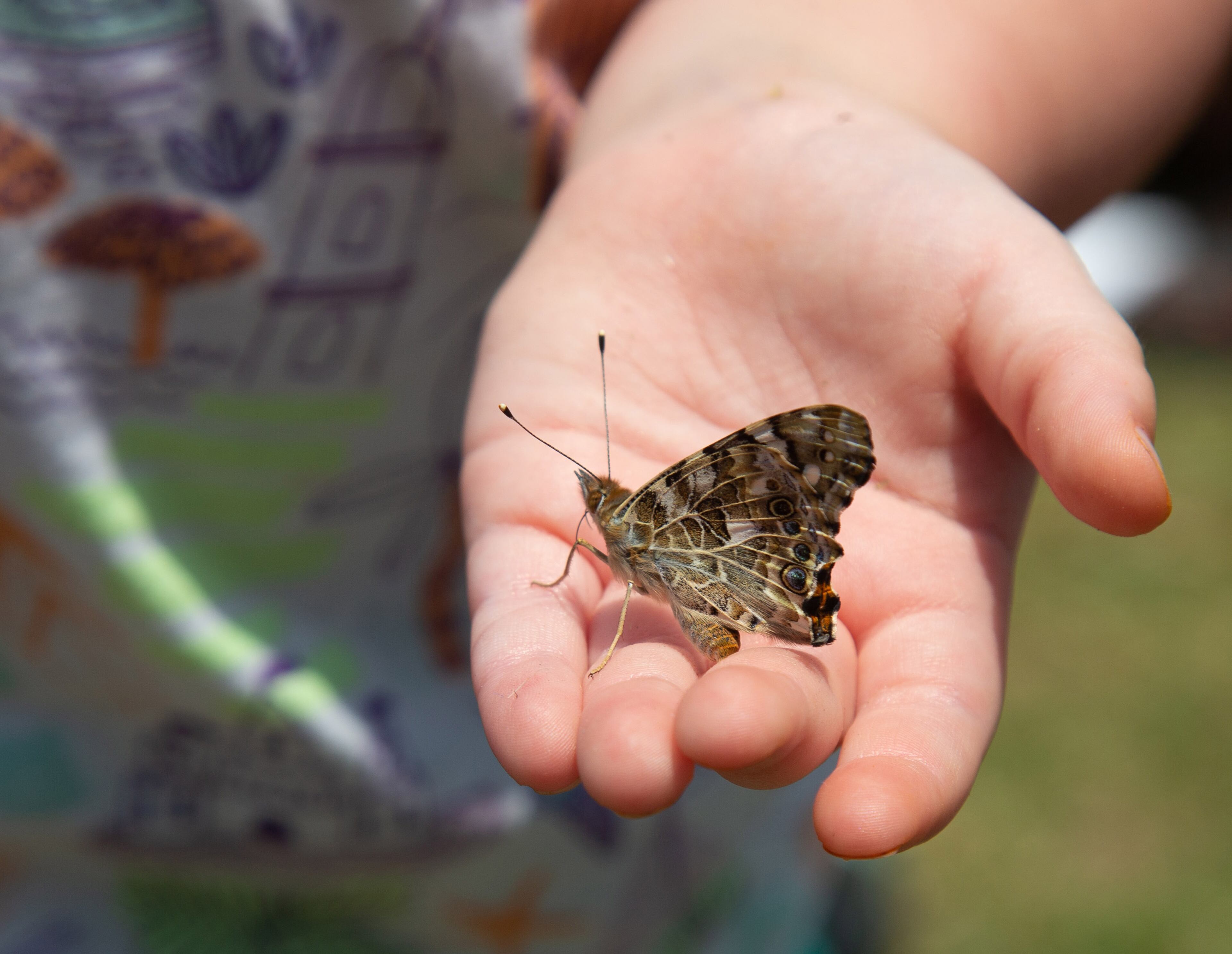 A fairgoer holds one of the newly released Painted Lady Butterflies to move it to a safer location during the 20th annual Flying Colors Butterfly Festival at the Chattahoochee Nature Center in Roswell on Sunday, June 2, 2019. The Chattahoochee Nature Center has 2 butterfly releases a day during the festival weekend. STEVE SCHAEFER / SPECIAL TO THE AJC
