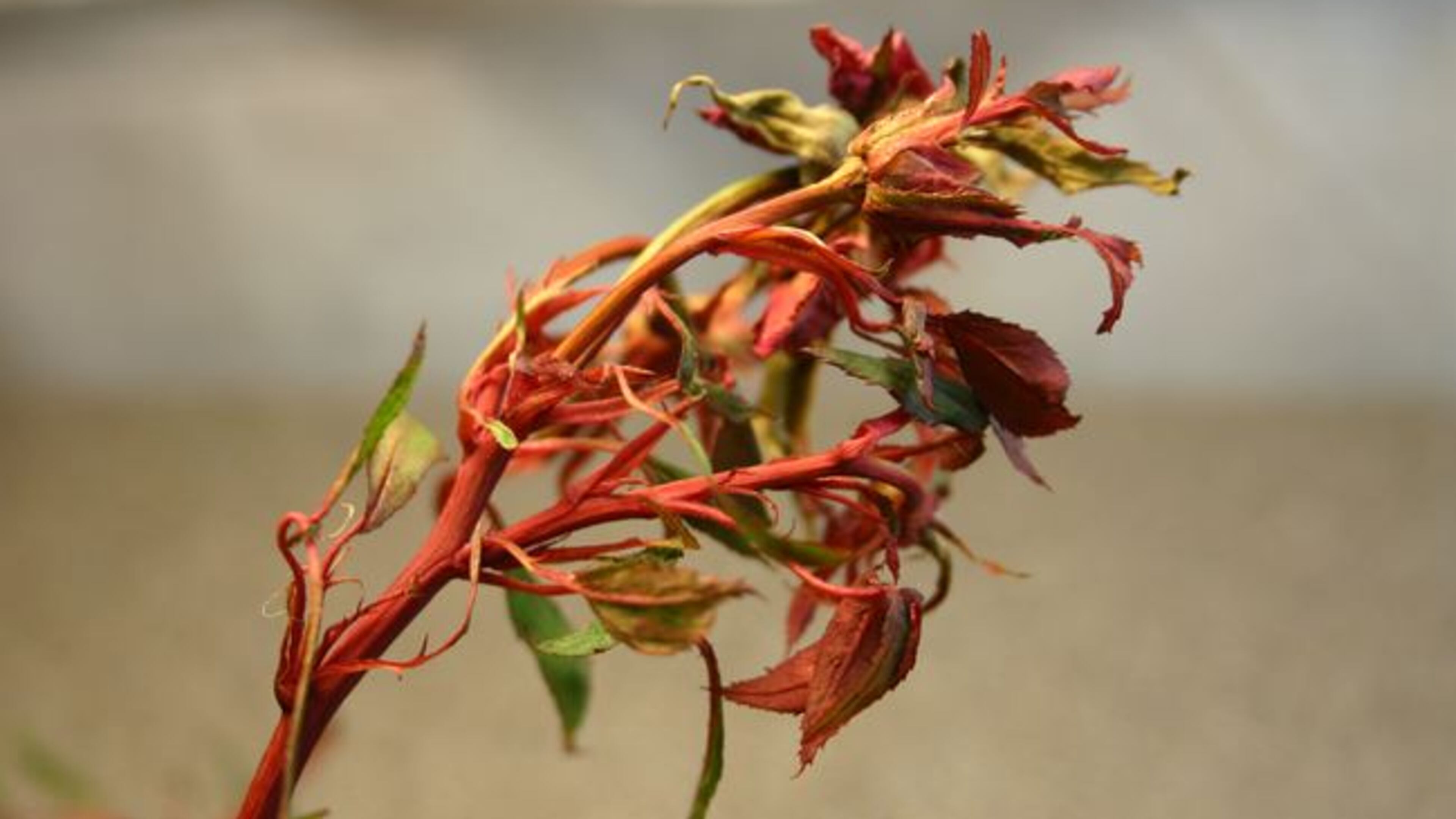 There is no treatment for the rose rosette virus, which is devastating to roses of all varieties but not other plants.