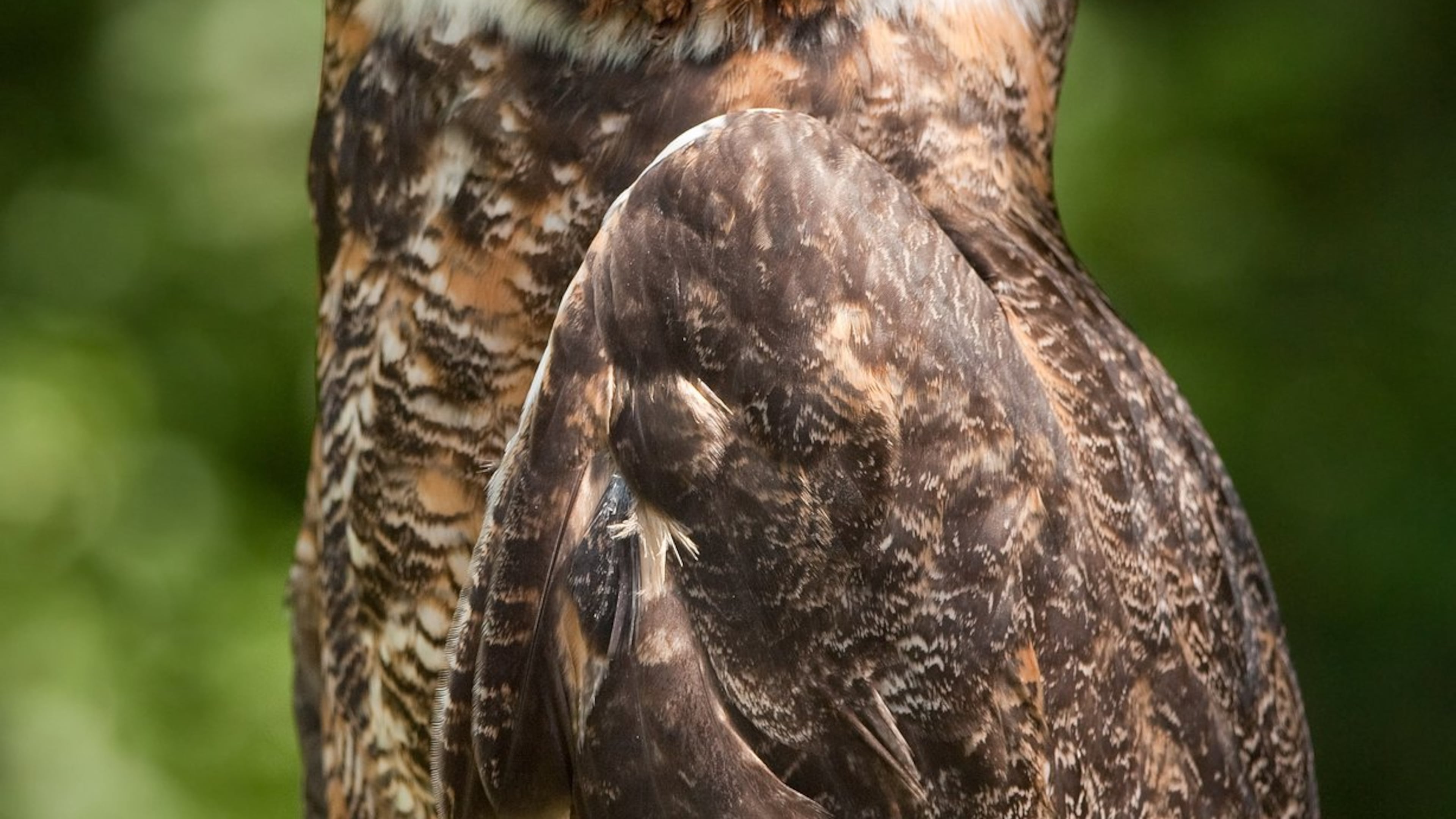 The great horned owl is one of Georgia’s earliest-nesting birds. It’s breeding season begins in mid-December and peaks in January. Several other big, predatory birds also nest in the dead of winter in Georgia. (Photo: Greg Hume/Creative Commons)