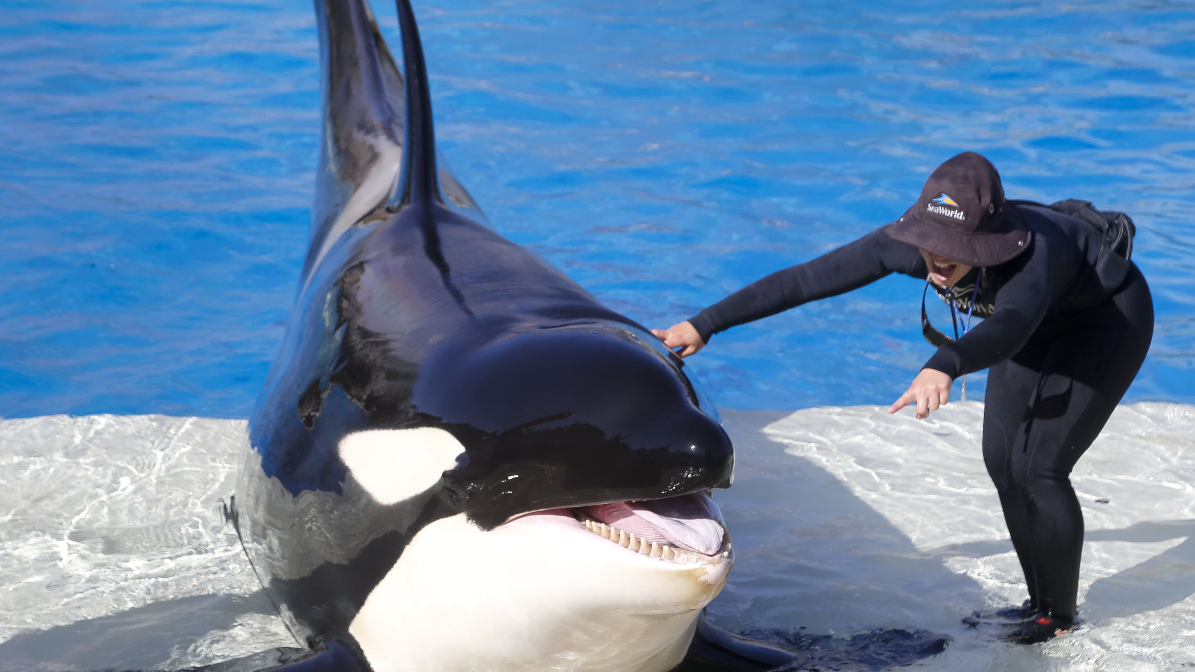 Kalia, a 12-year-old orca whale, during rehearsals for the upcoming Orca Encounter at SeaWorld San Diego, on May 18, 2017. (Howard Lipin/San Diego Union-Tribune/TNS)
