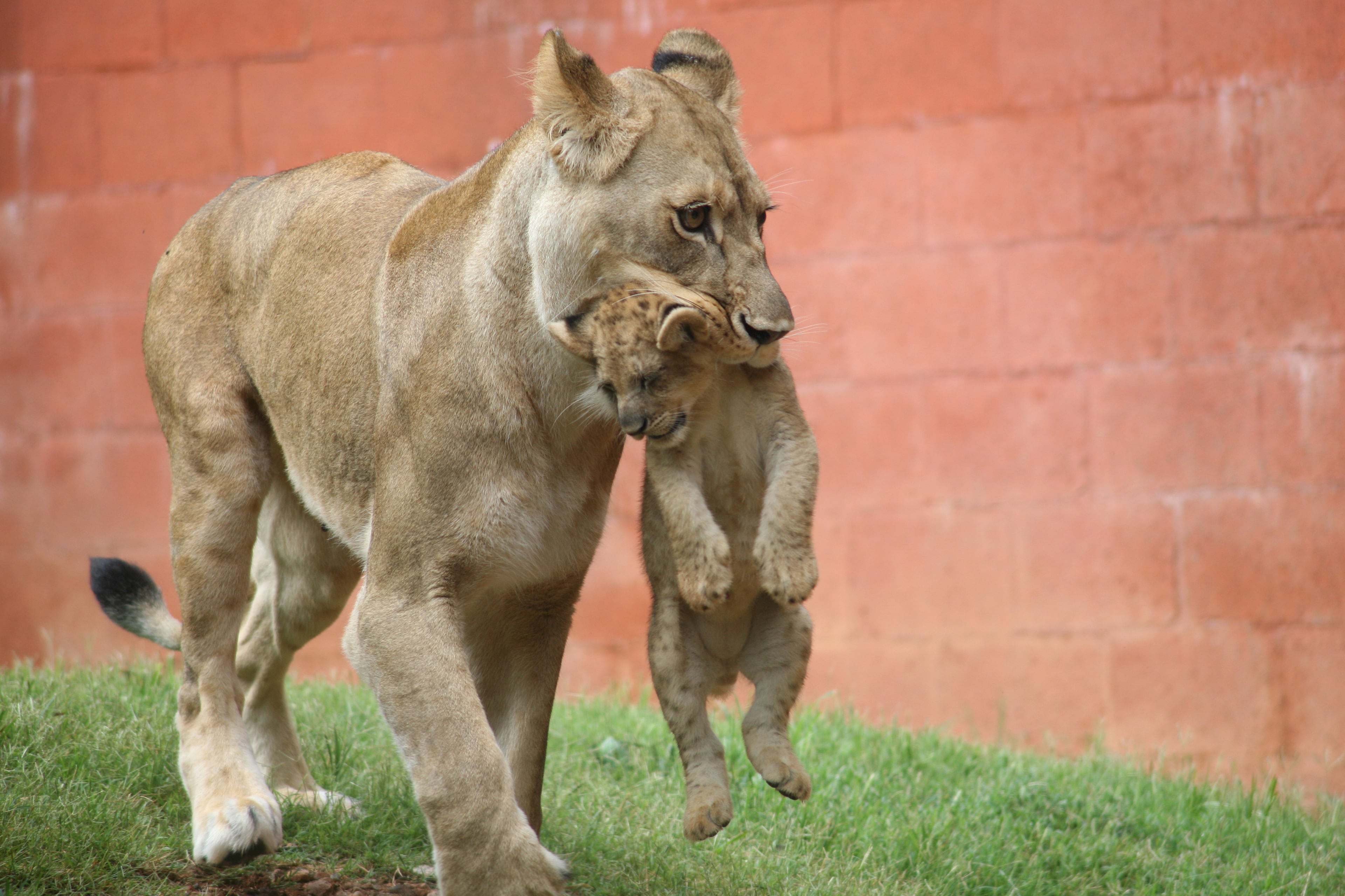 Kiki, a 9-year-old African lioness, gave birth to four cubs on Nov. 19, 2013. The cubs were the second litter for Kiki.